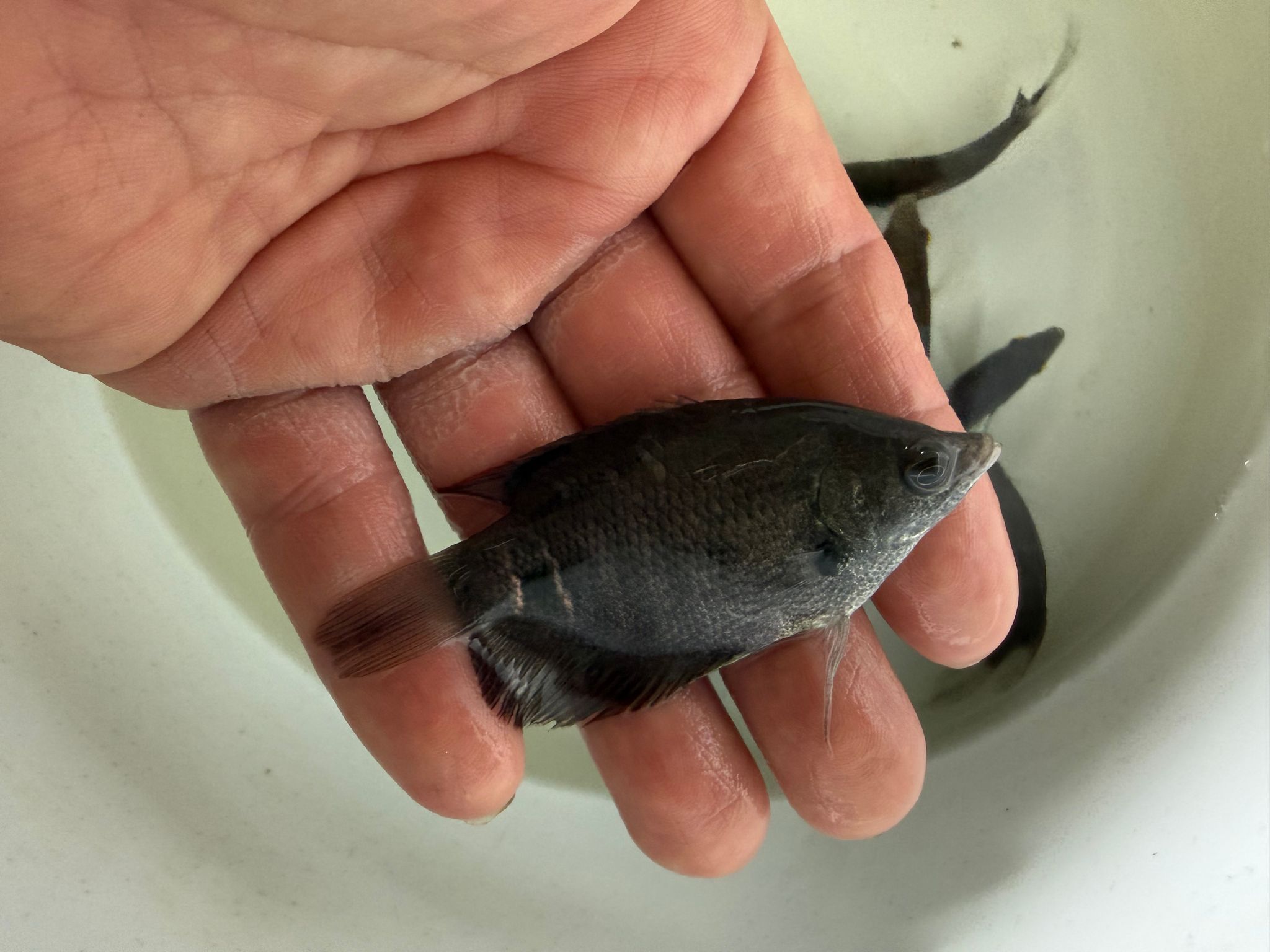 Sabah Kalui Red Tailed Giant Gourami