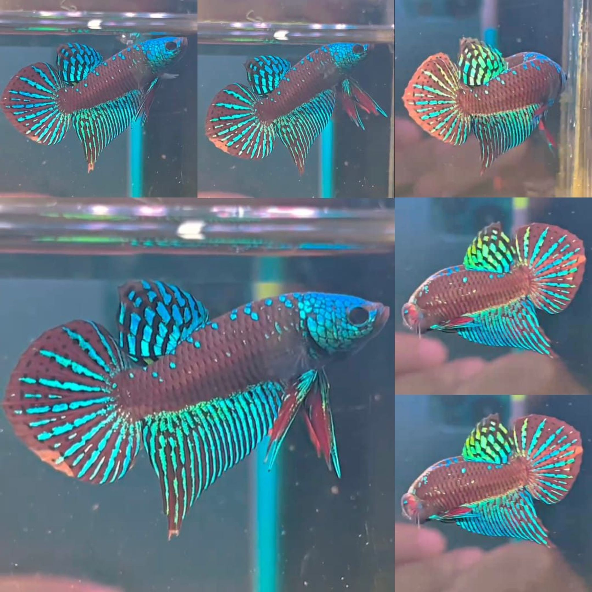 Samurai Alien Wild Betta (Male)