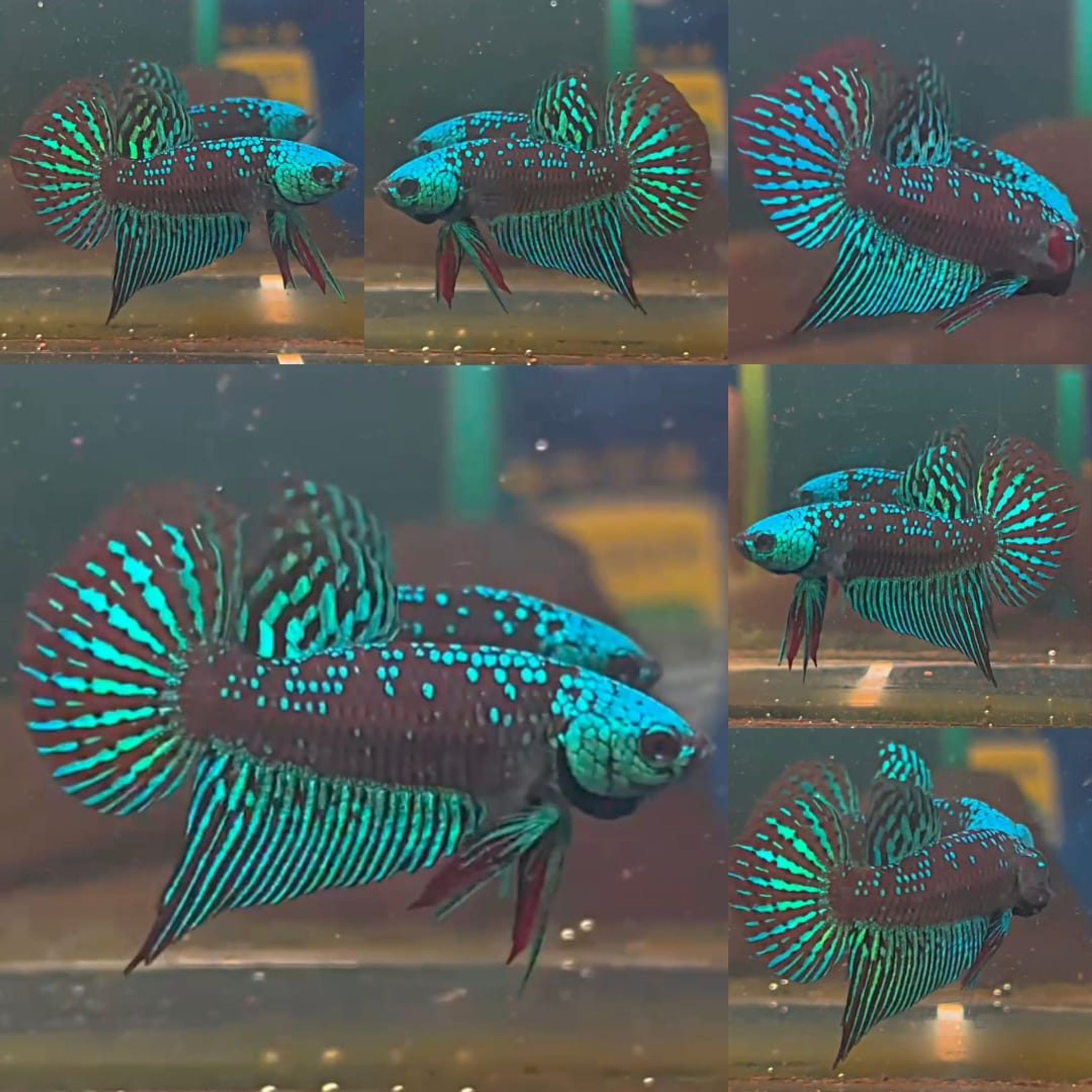 Samurai Alien Wild Betta (Male)
