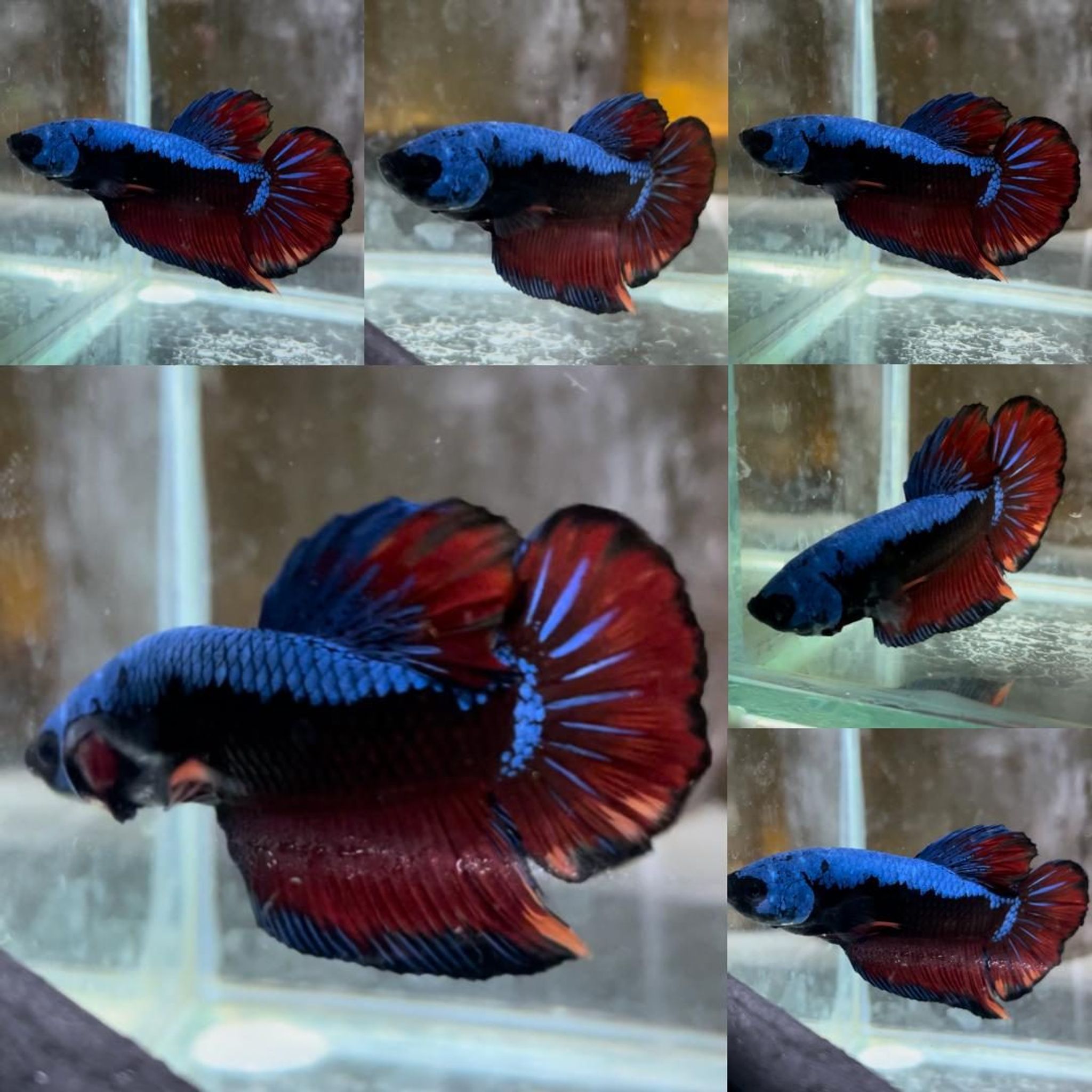 Samurai Avatar Giant Betta (Male)