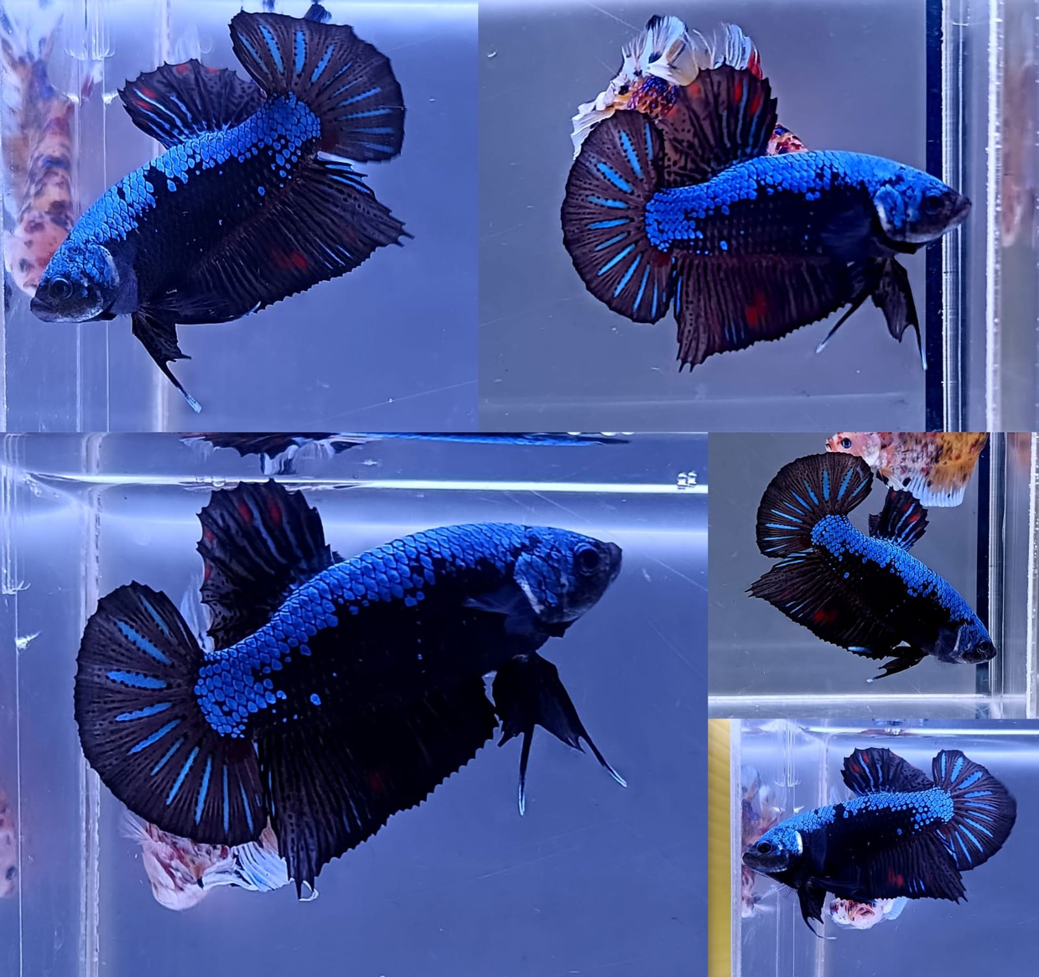 Samurai Giant Betta (Male)