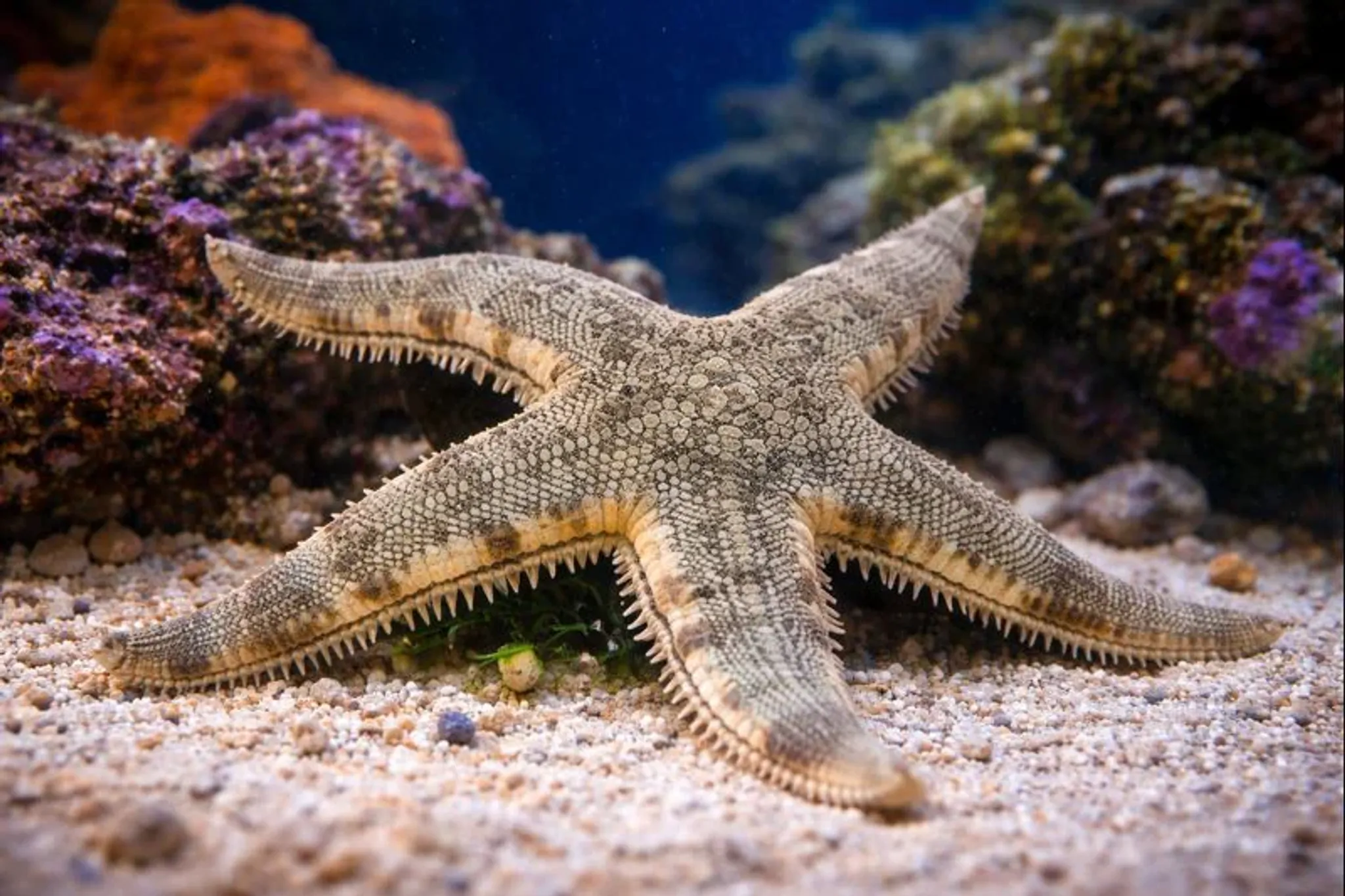 Sand sea starfish 8-15cm