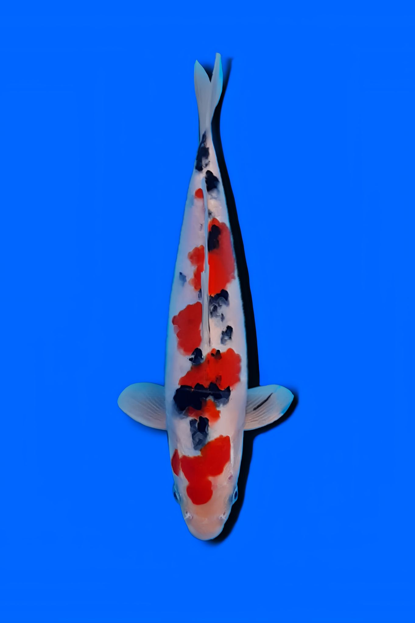 Sanke Koi