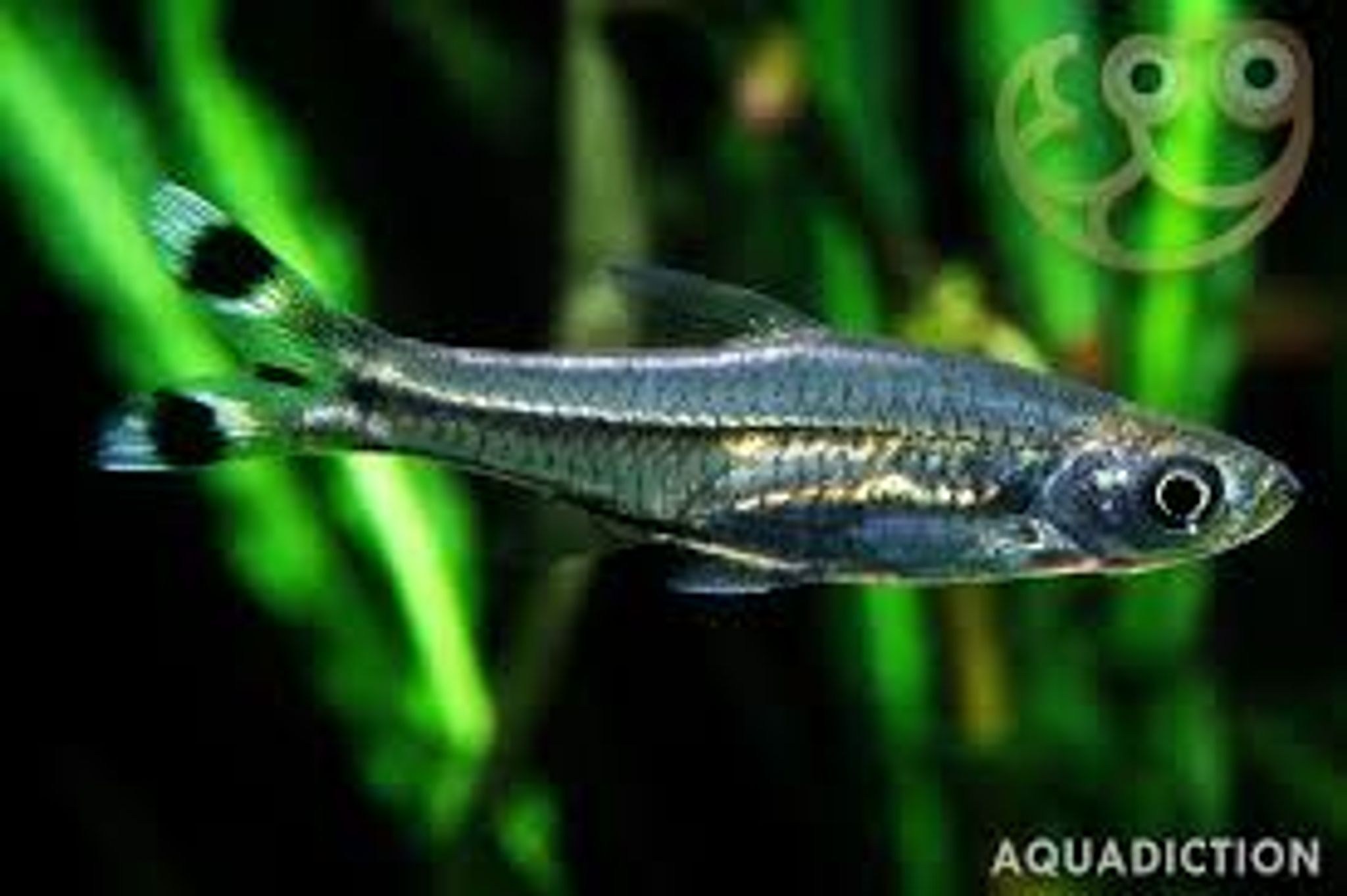 Scissortail Rasbora