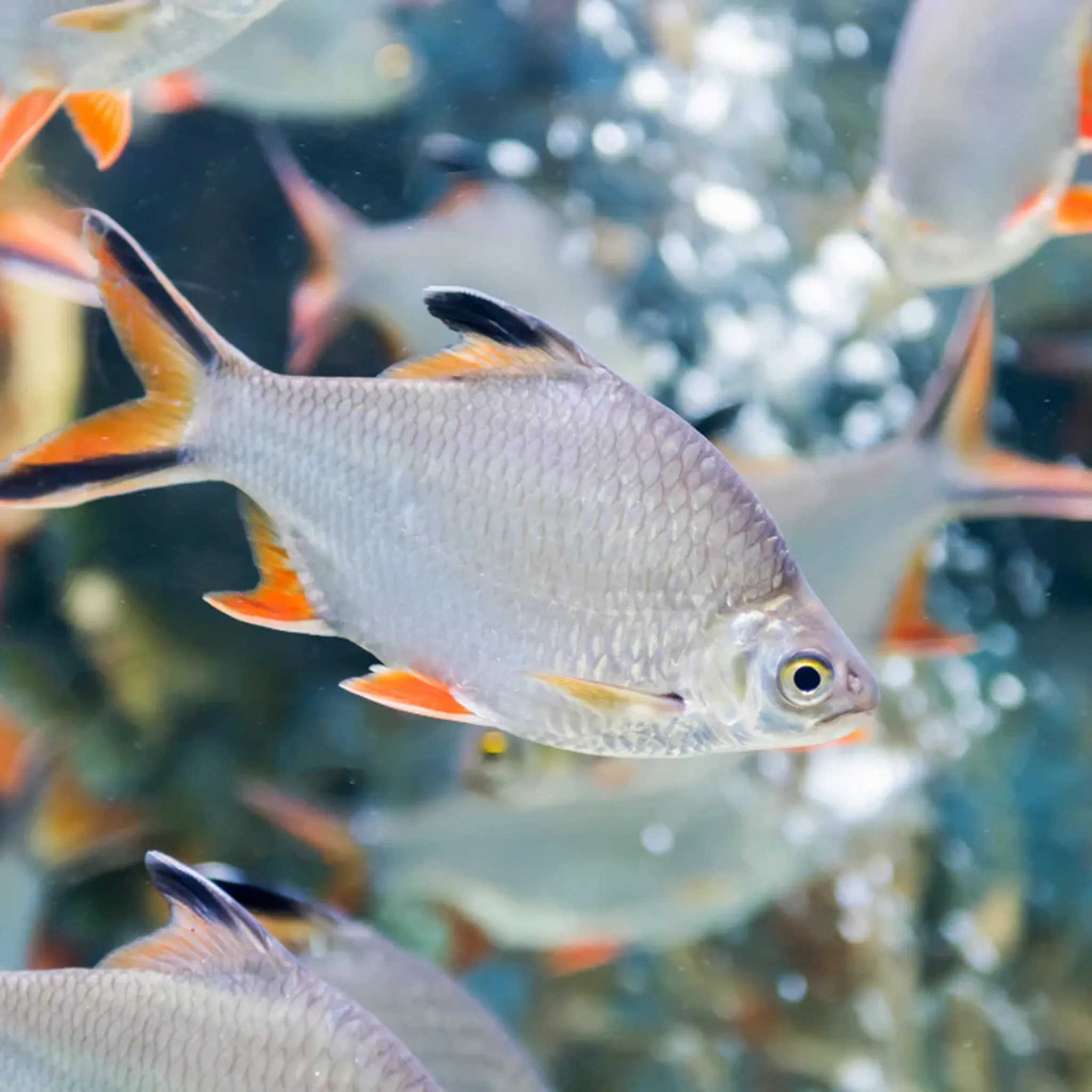 Scissortail Tinfoil Barb