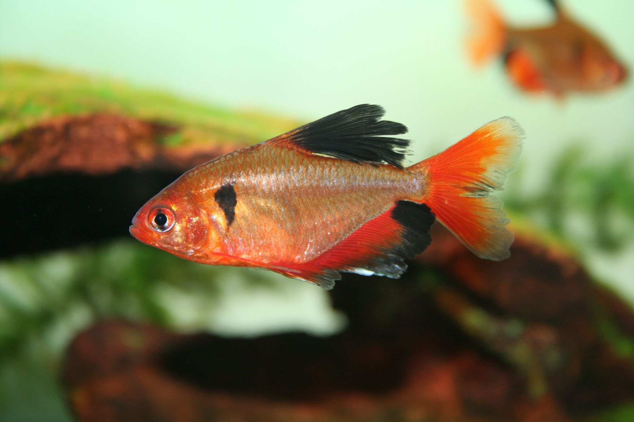 Serpae Tetra Longfin L