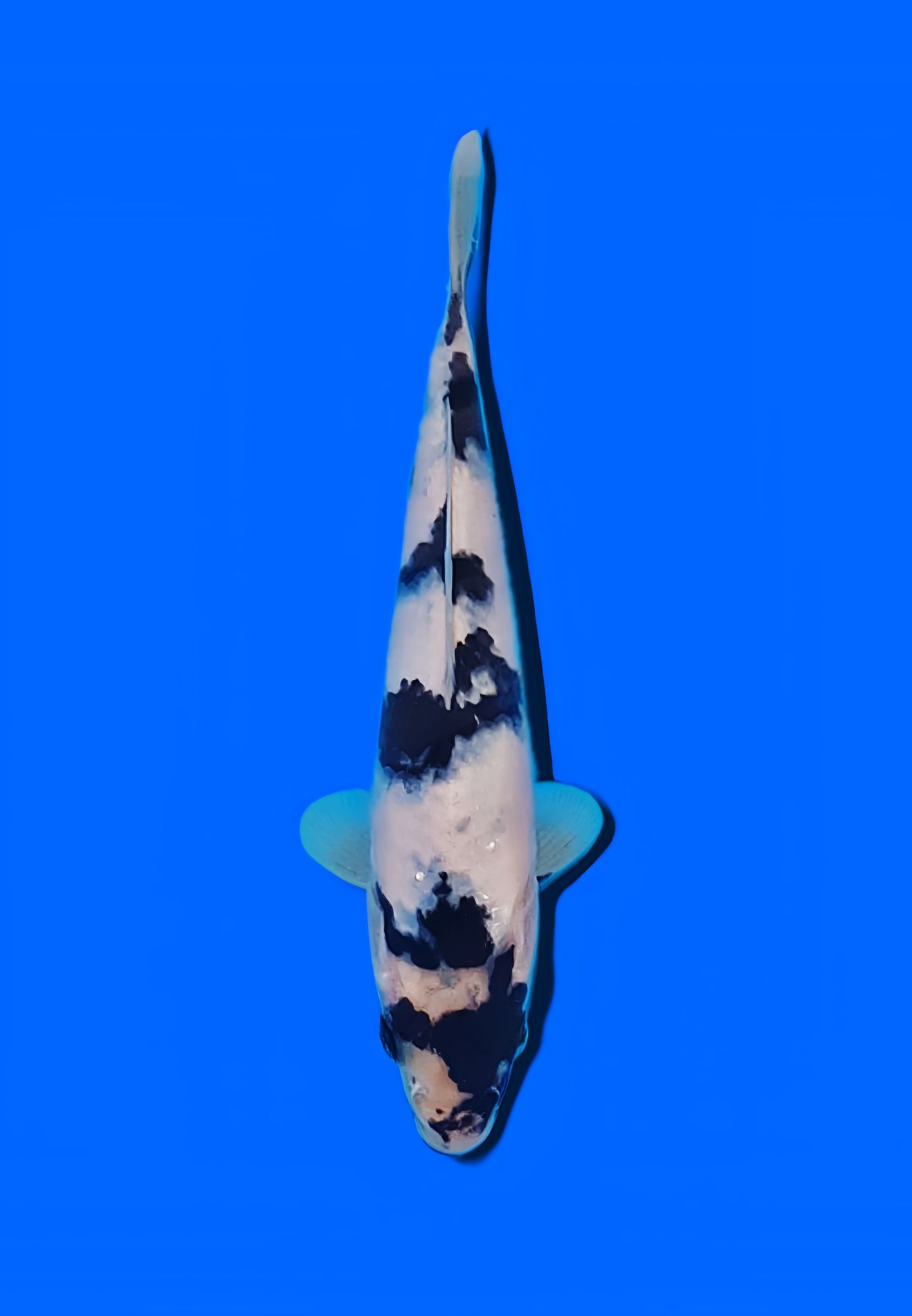 Shiro Utsuri Koi