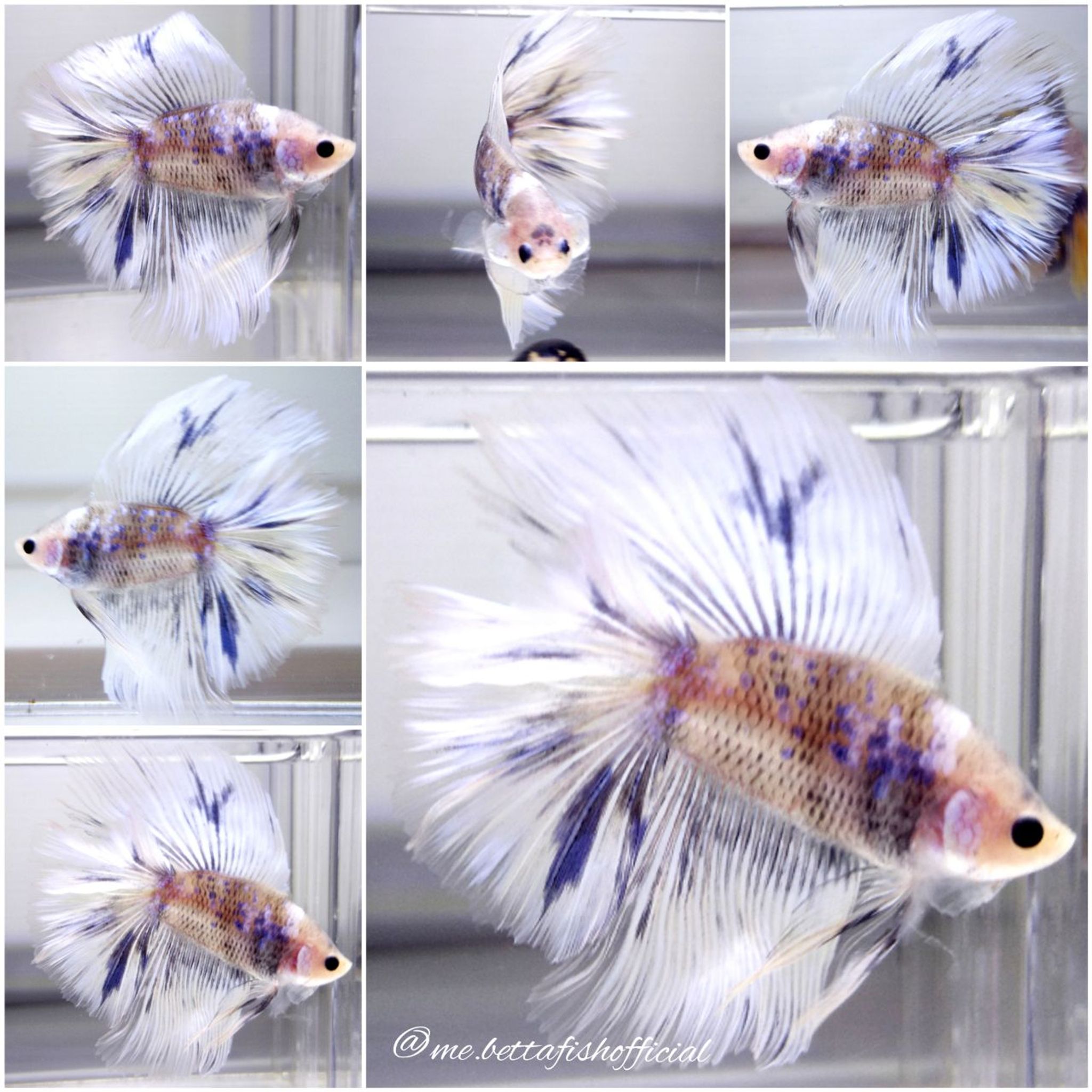 Short Body Halfmoon Double Rosetail Ghost Marble ( Face ♠️ )