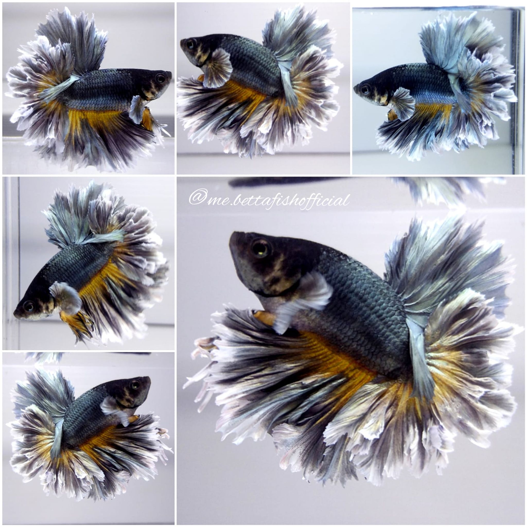 Short Body King Rosetail Copper Mustard Gas