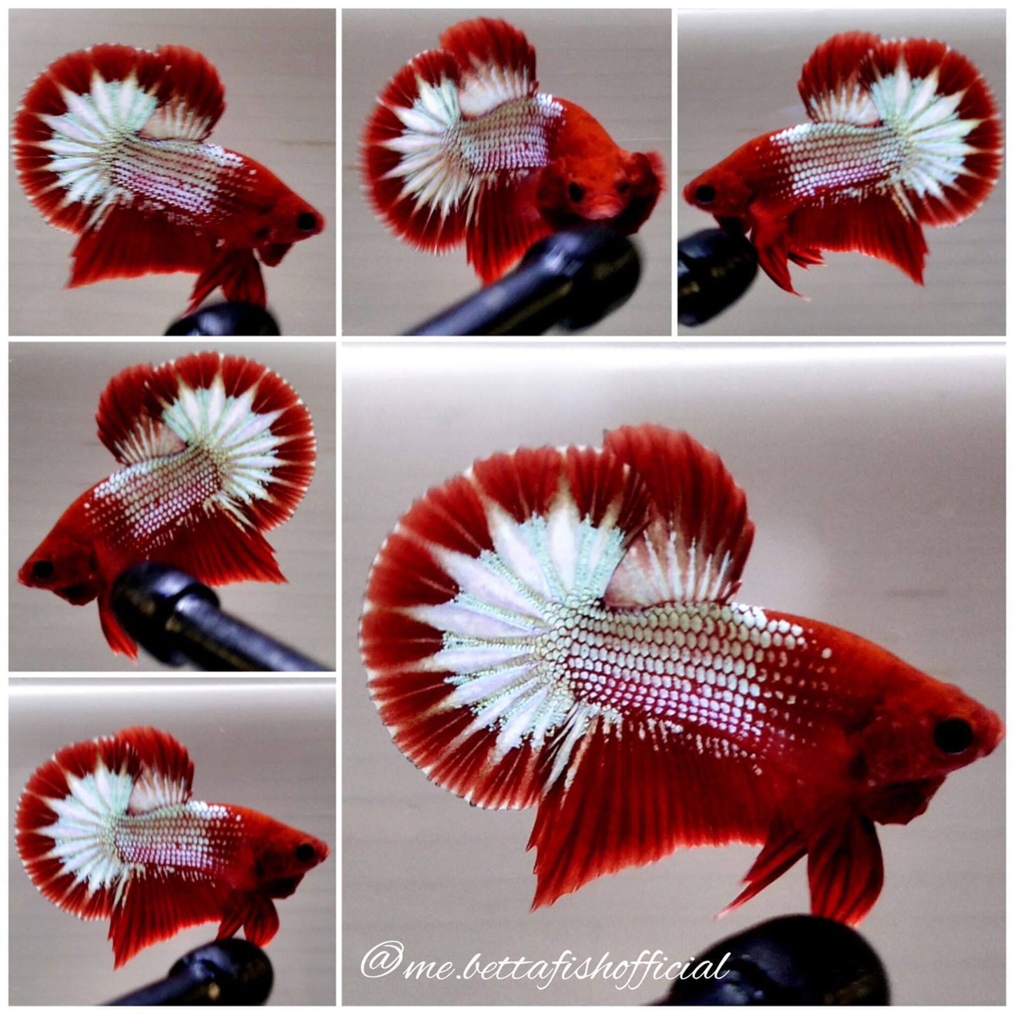 Short Body Over Halfmoon Plakat Red FCCP Start Tail