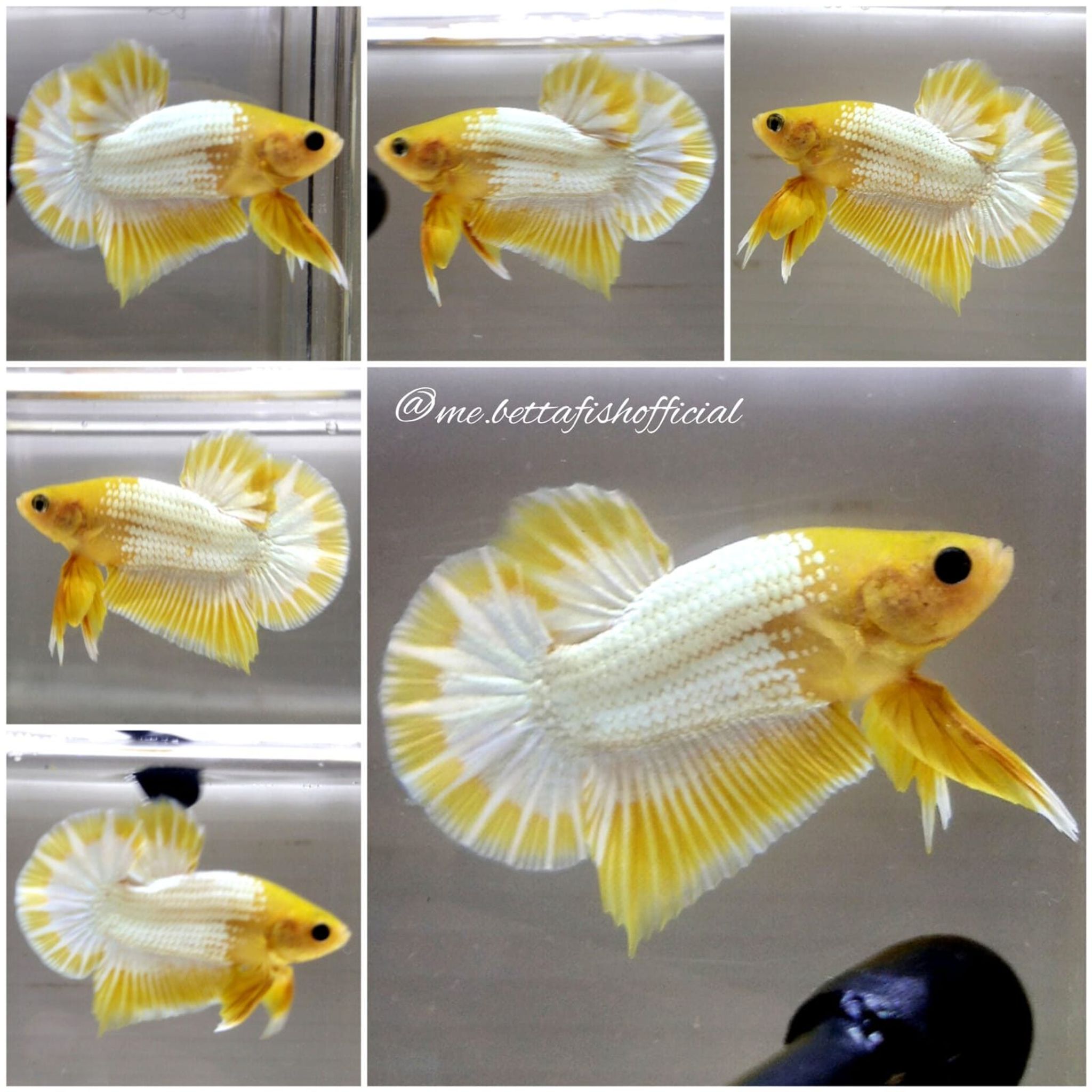Short Body Over Tail Plakat Yellow FCCP Start Tail