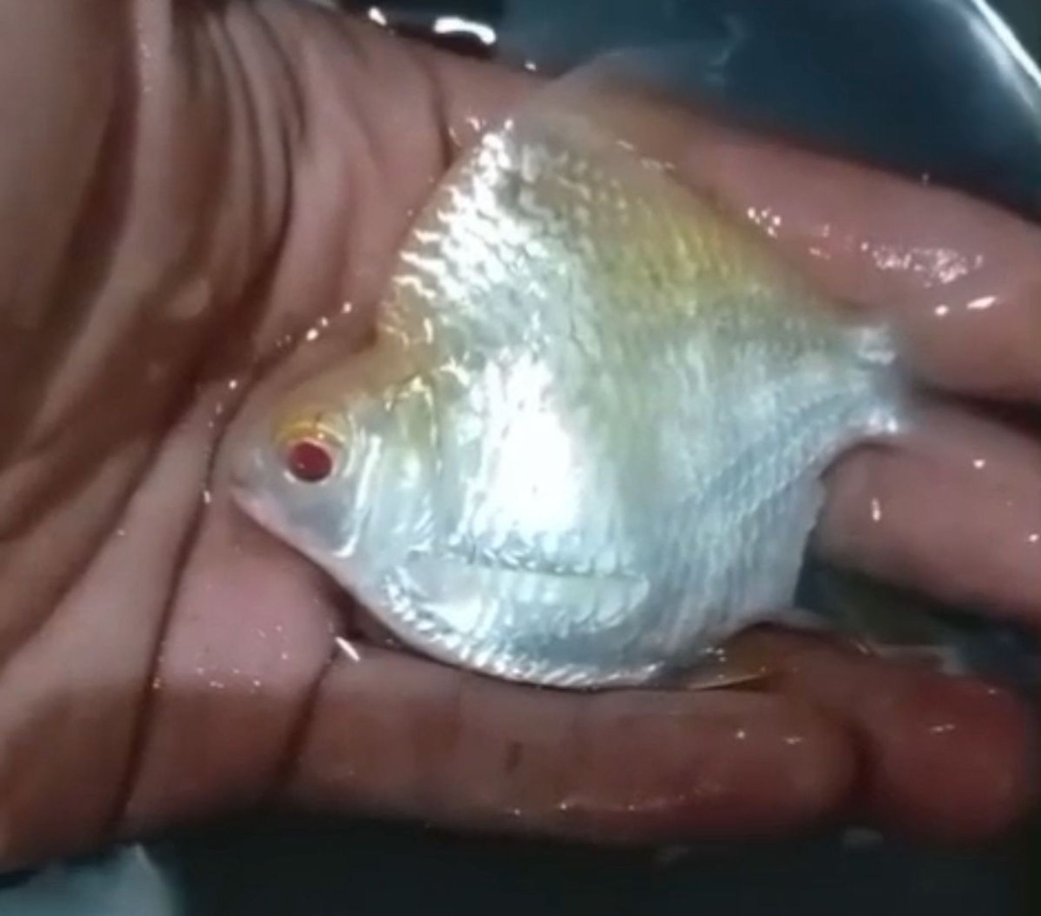 Shortbody king tin foil barb