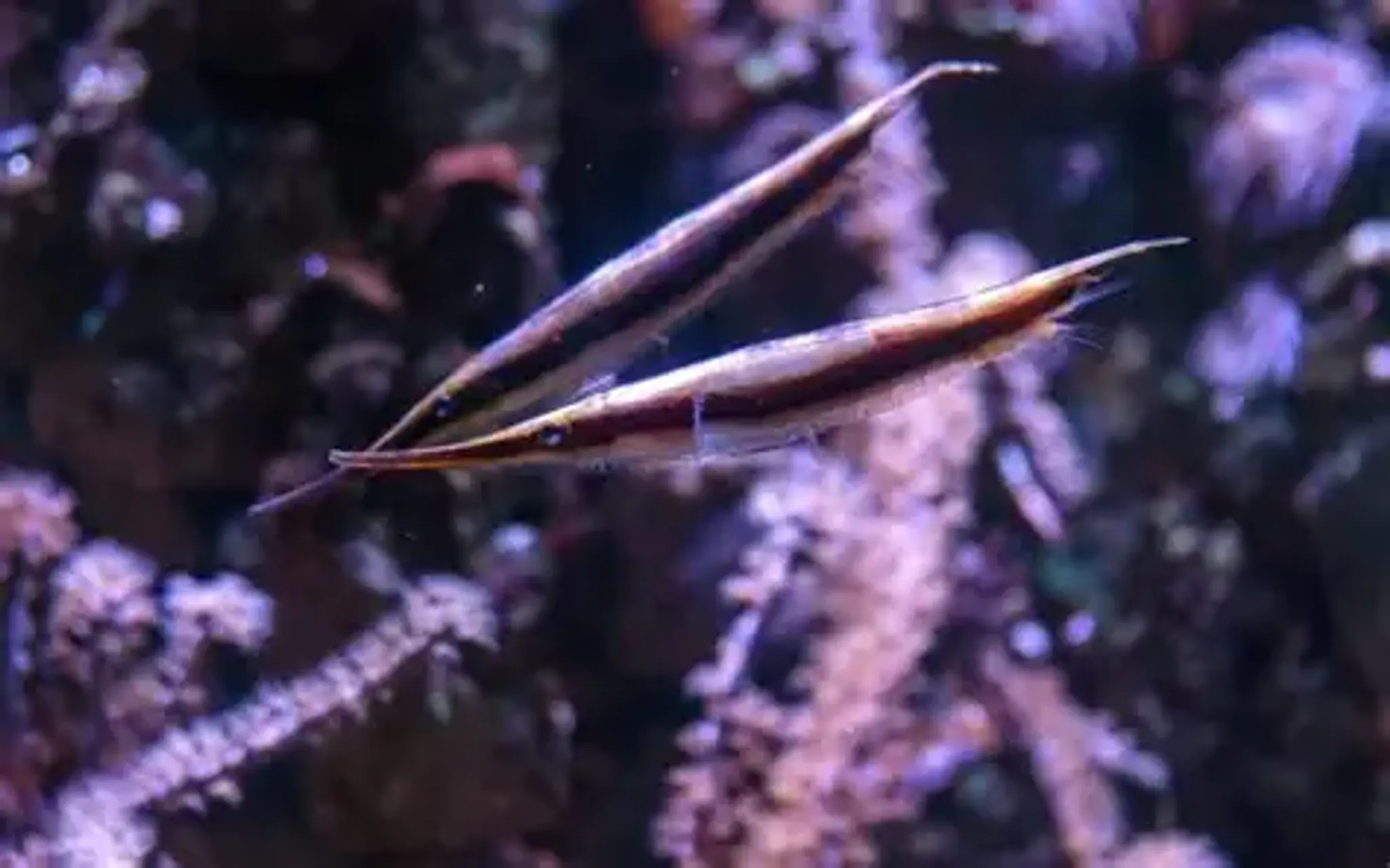 Shrimp fish