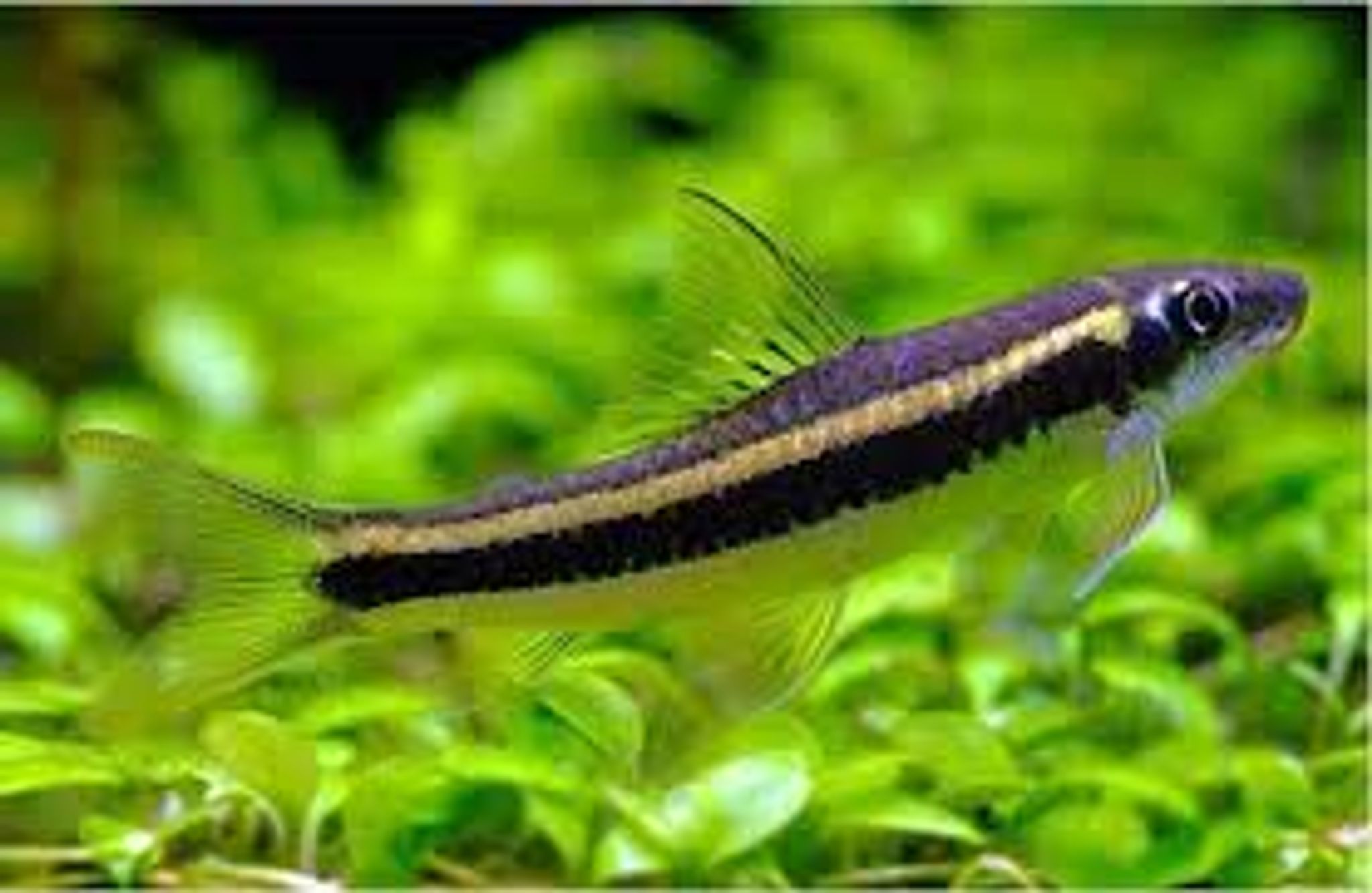 Siamese Flying Fox Catfish