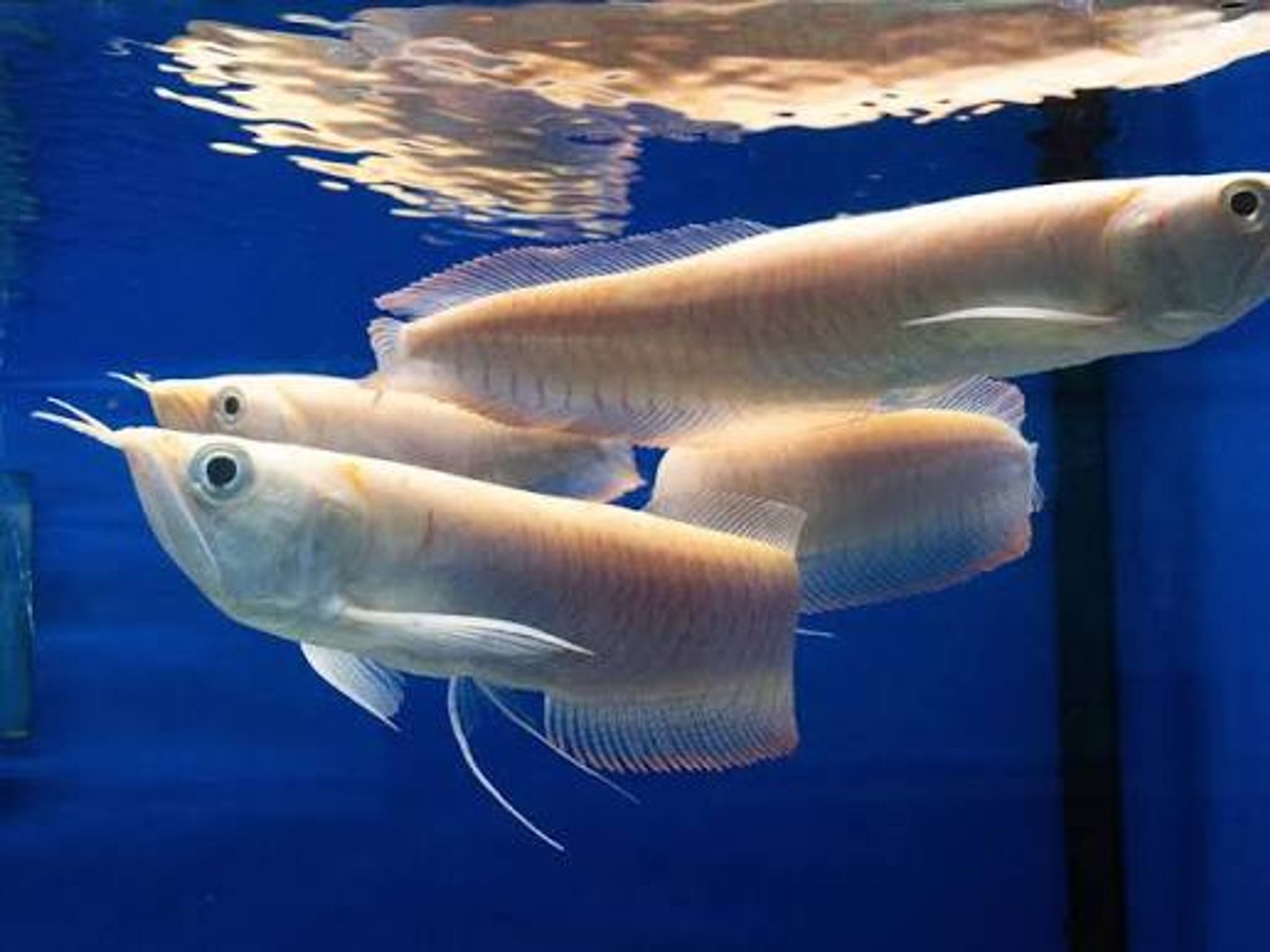 Silver Albino Arowana