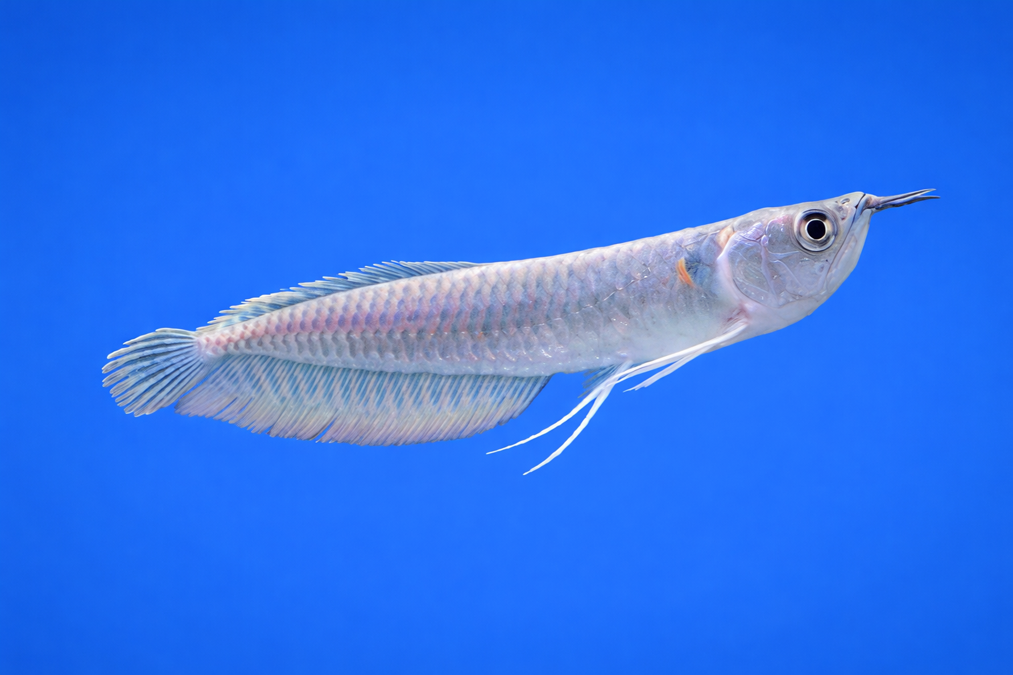 Silver Arowana
