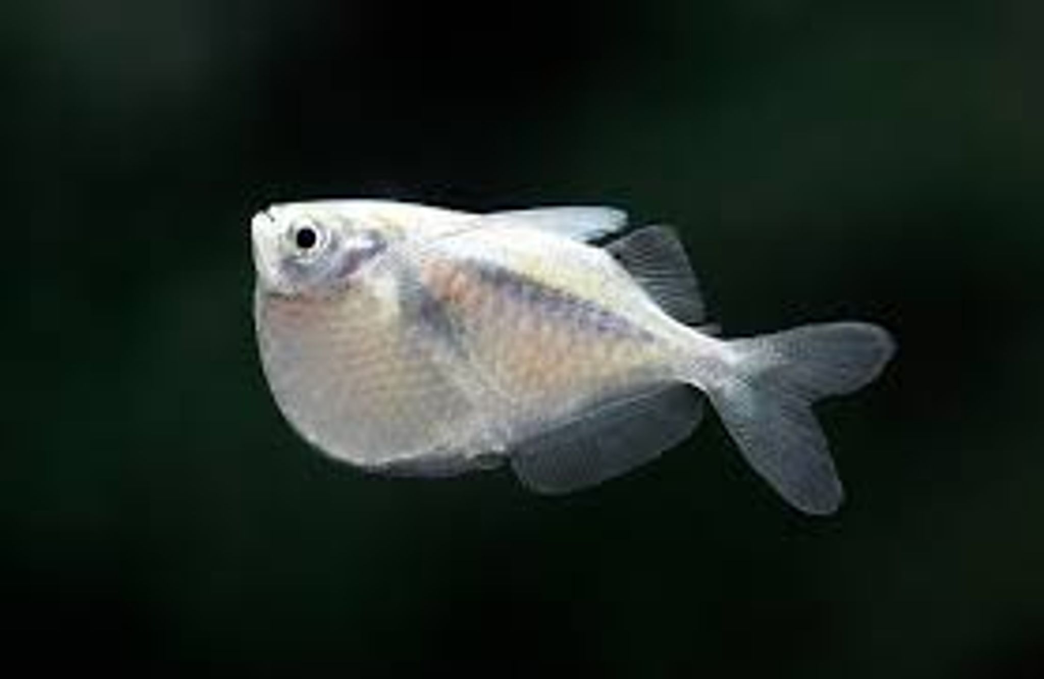 Silver Hatchet Fish