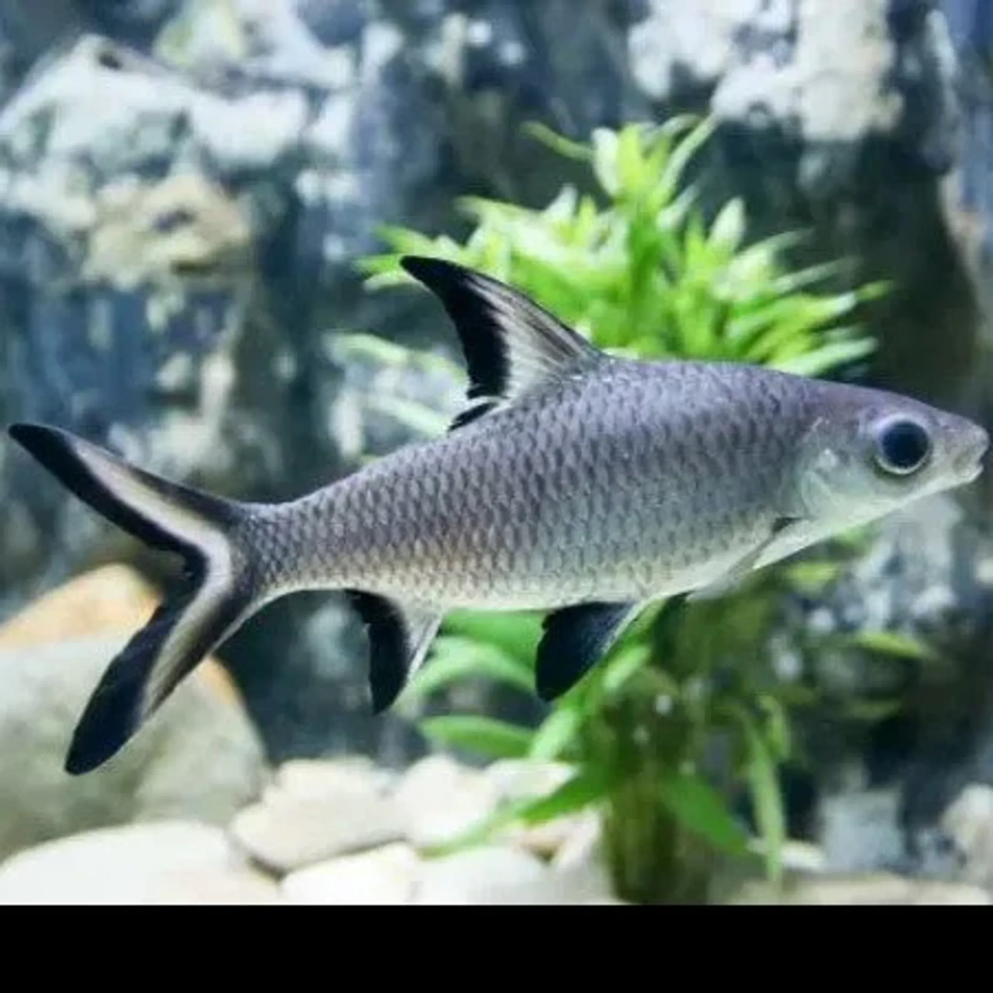 Silver Shark Bala Shark 5cm