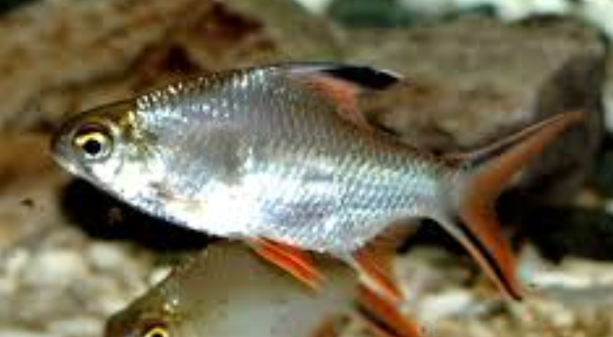 Silver Tinfoil Barb