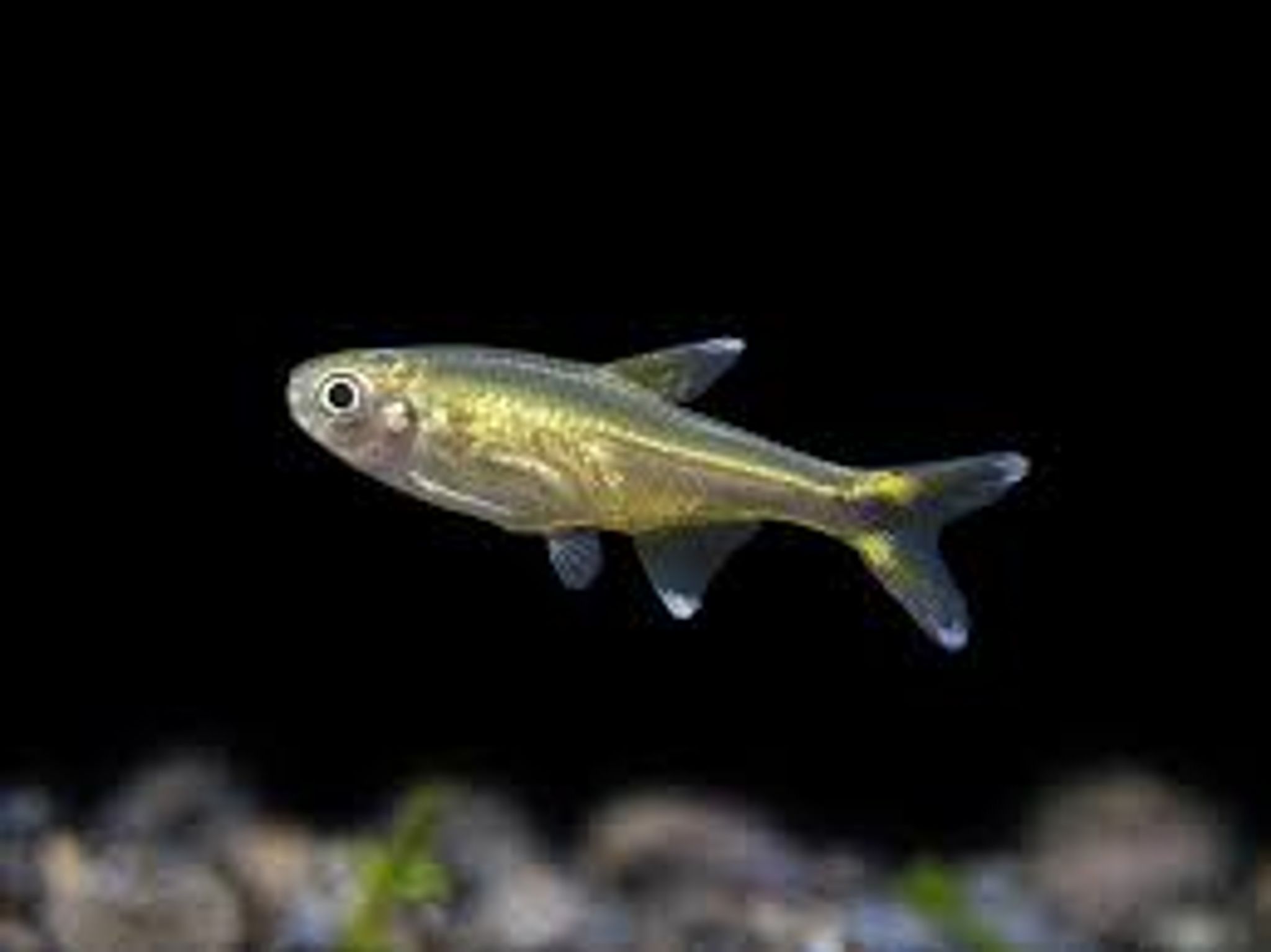 Silver Tip Tetra