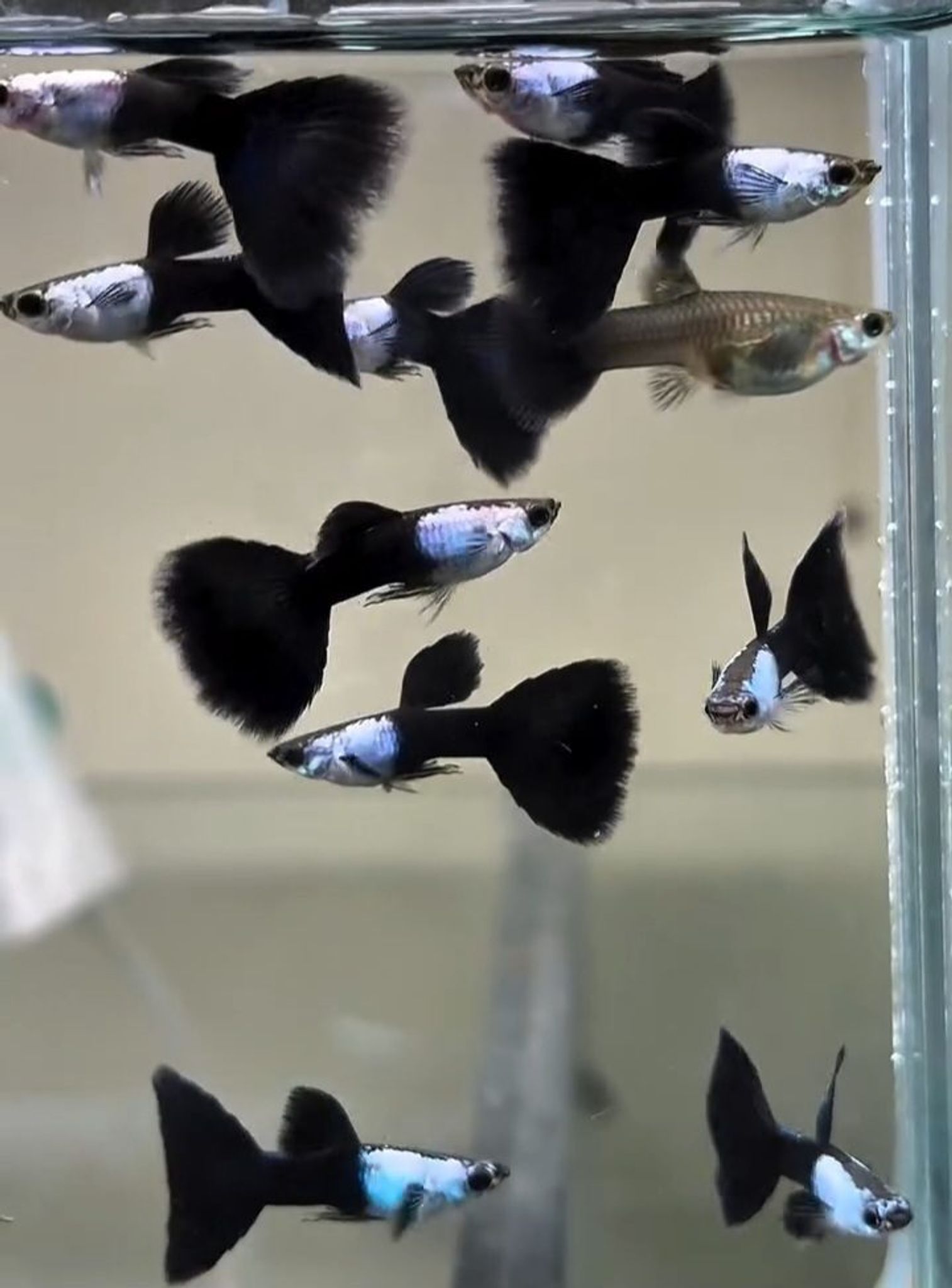 Silverado Black tail