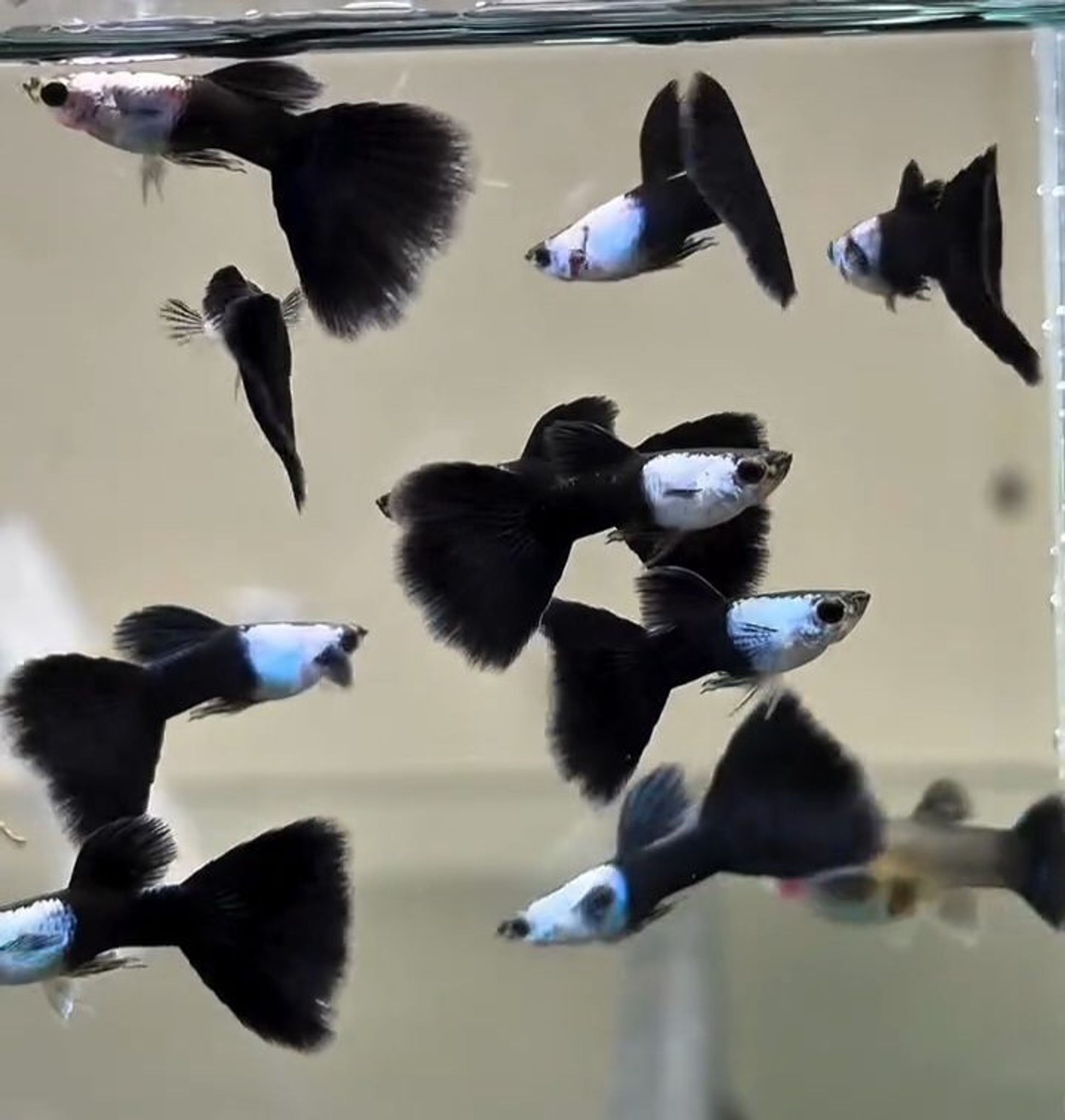 Silverado Black tail