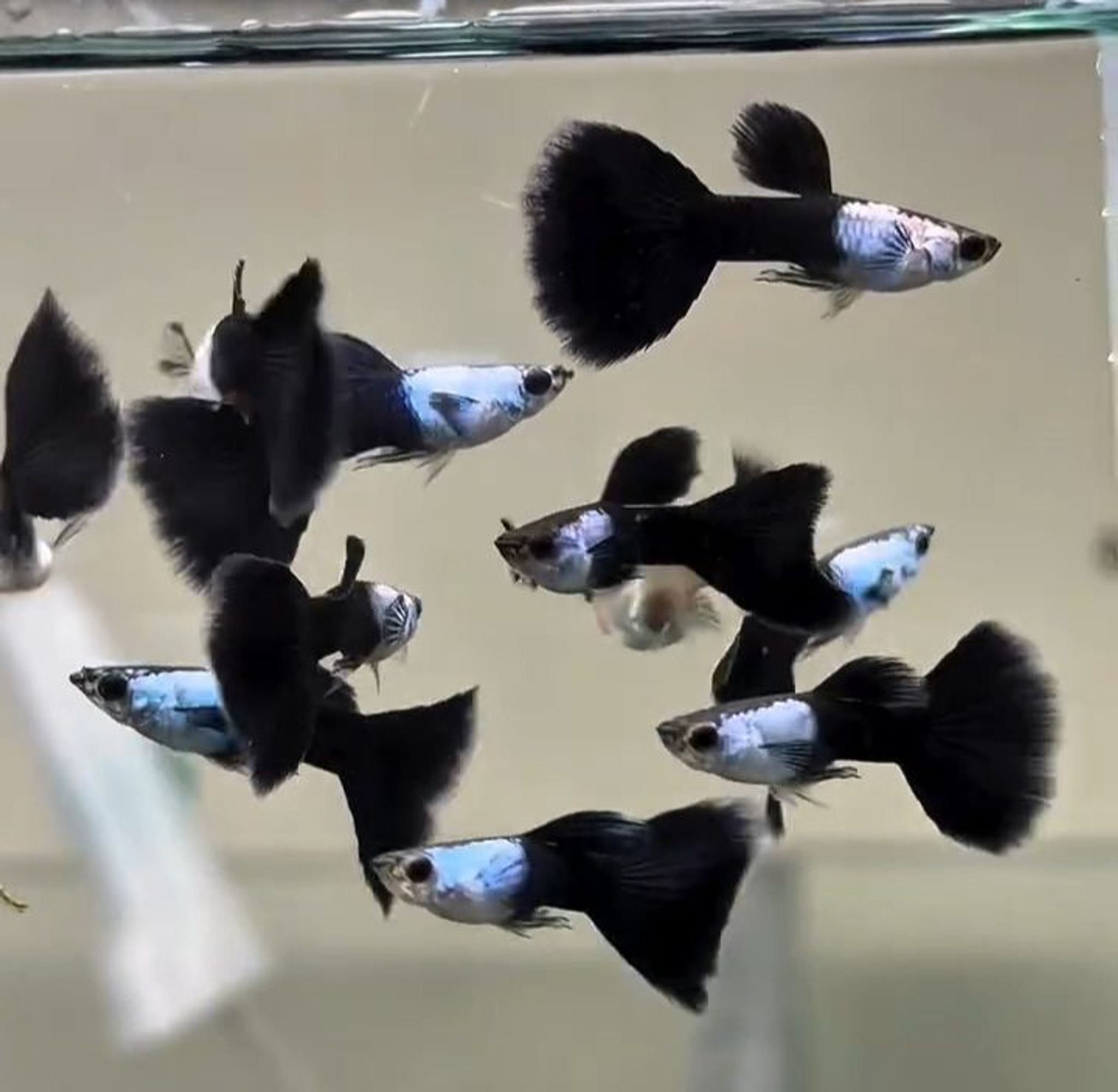 Silverado Black tail