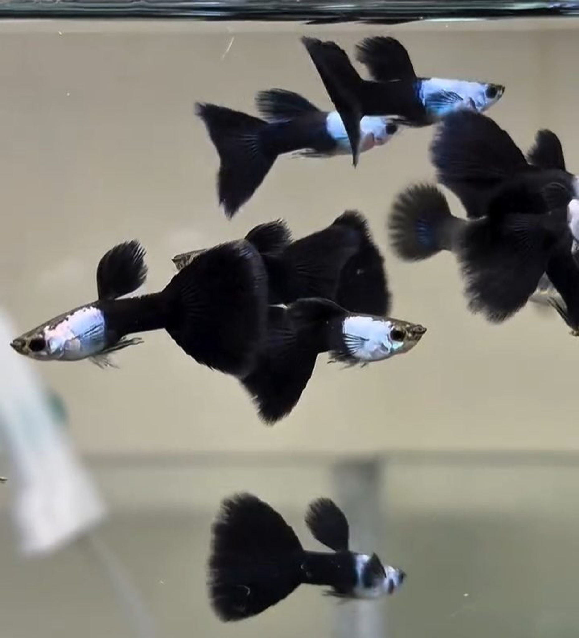 Silverado Black tail
