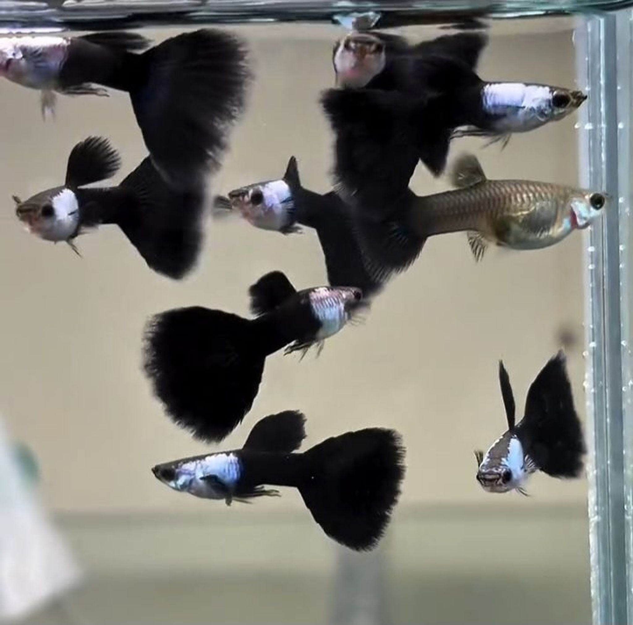 Silverado Black tail