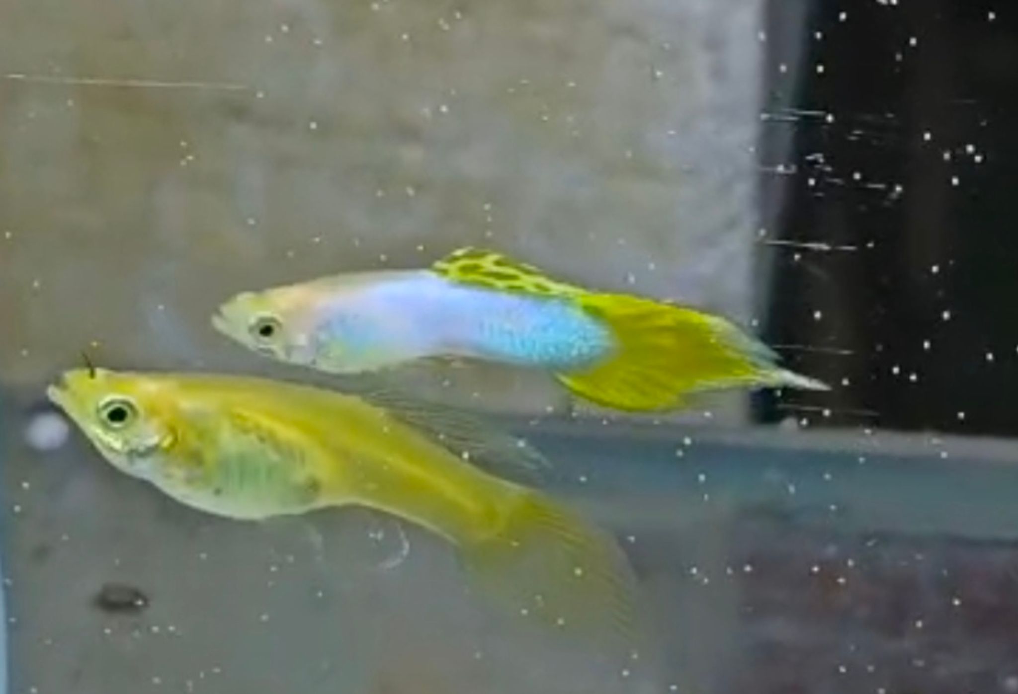 Silverado yellow spear tail