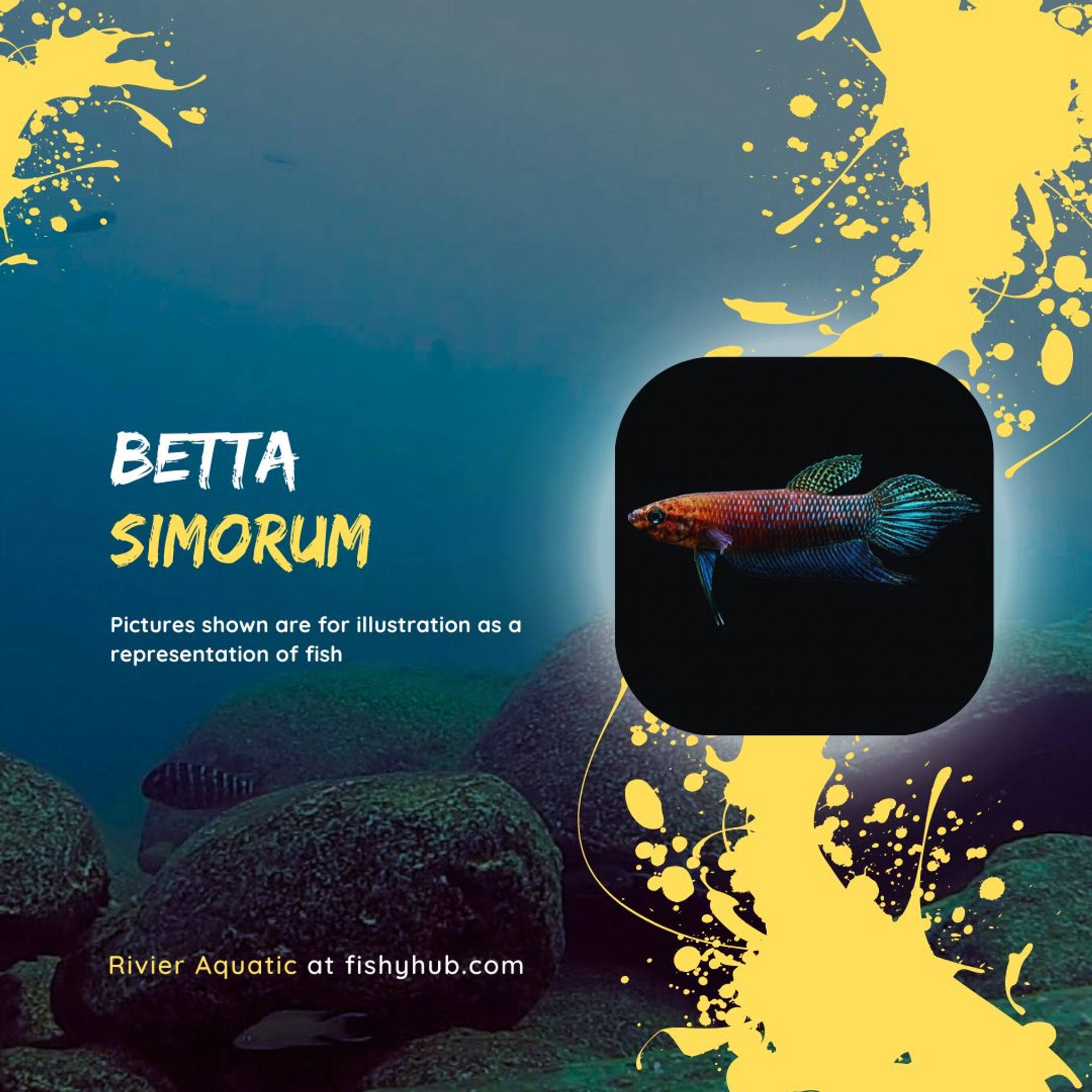 Simor Fighter (Betta Simorum)