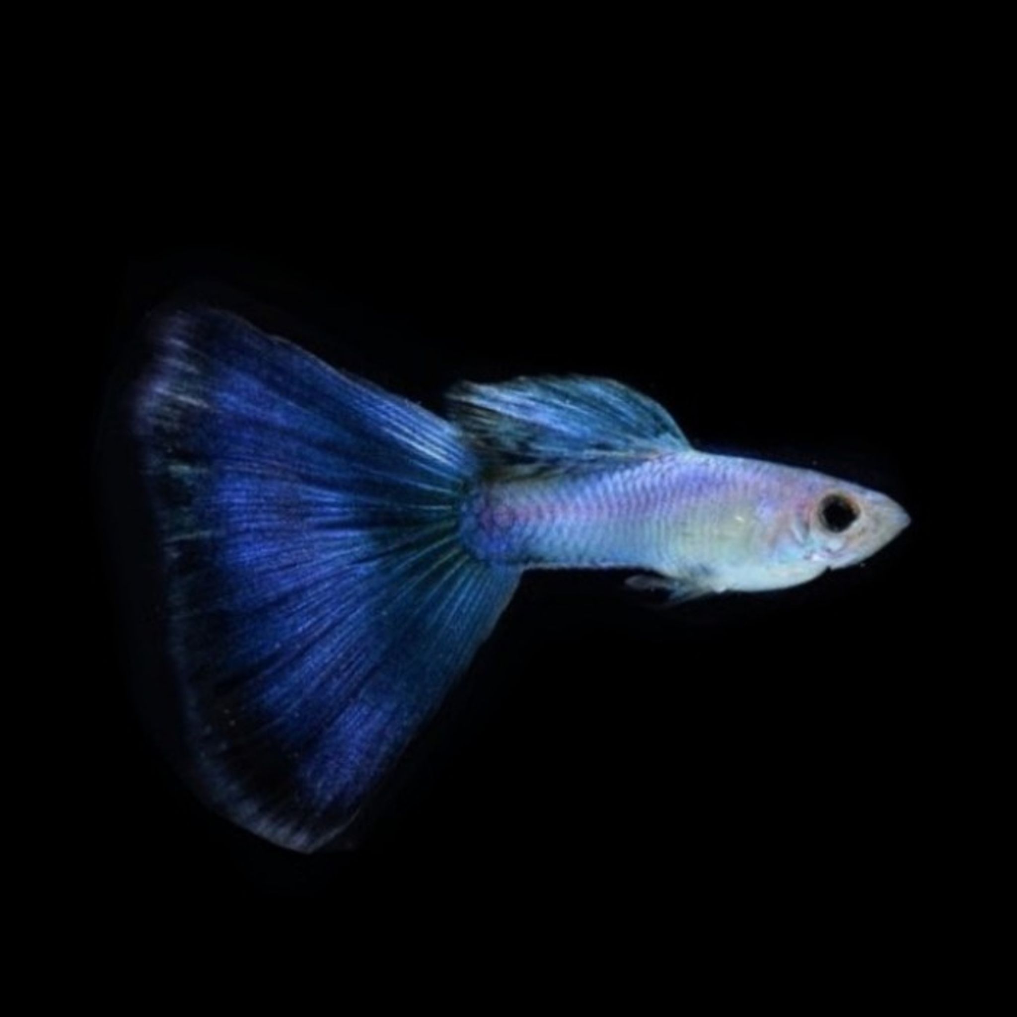 Singa Blue Tail Guppy