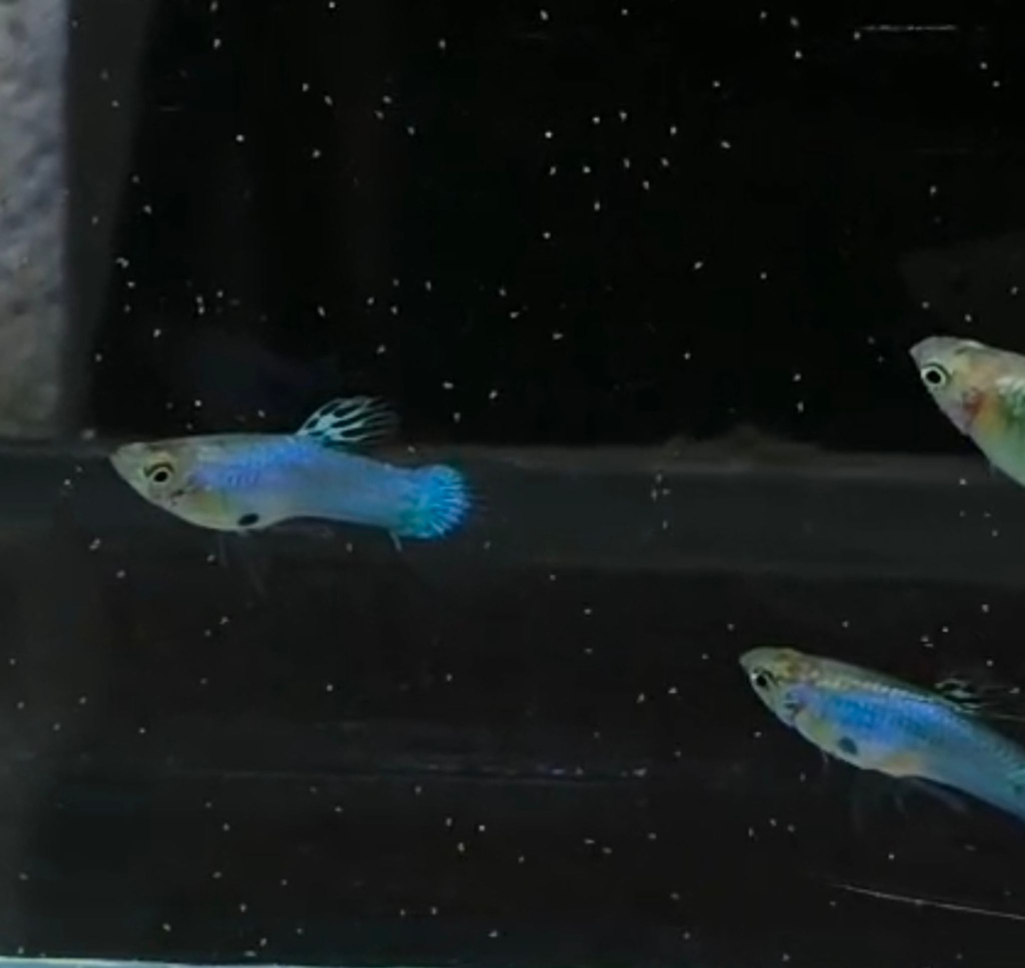 Singa blue wild type (round transparent tail )