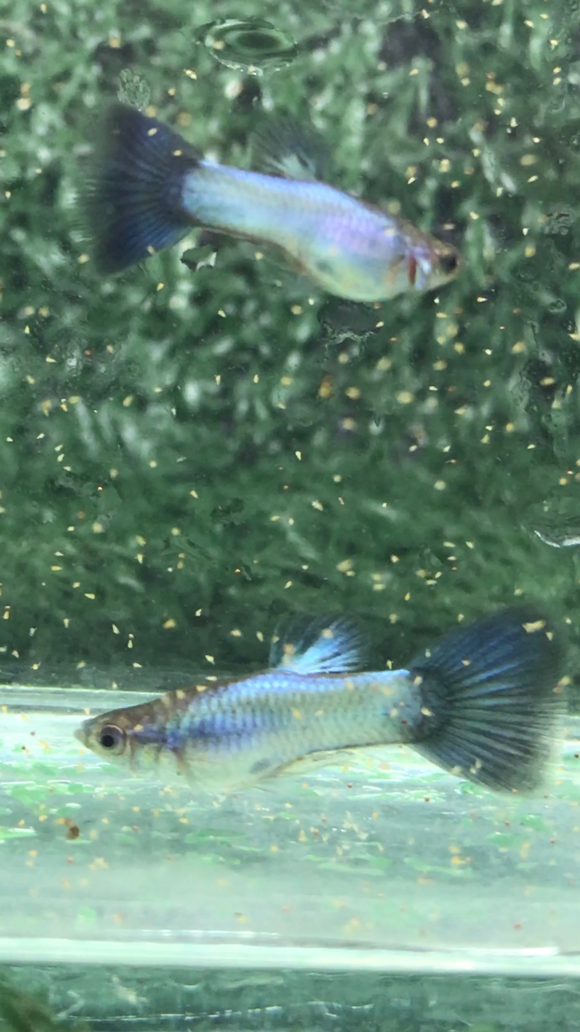 Singga blue tail juvenile
