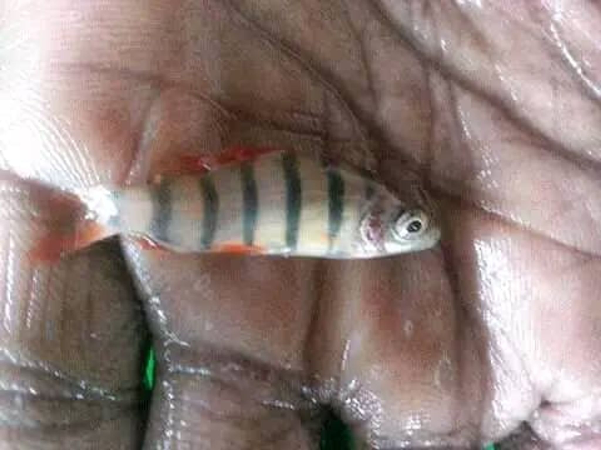 Six Banded Distichodus sexfasciatus