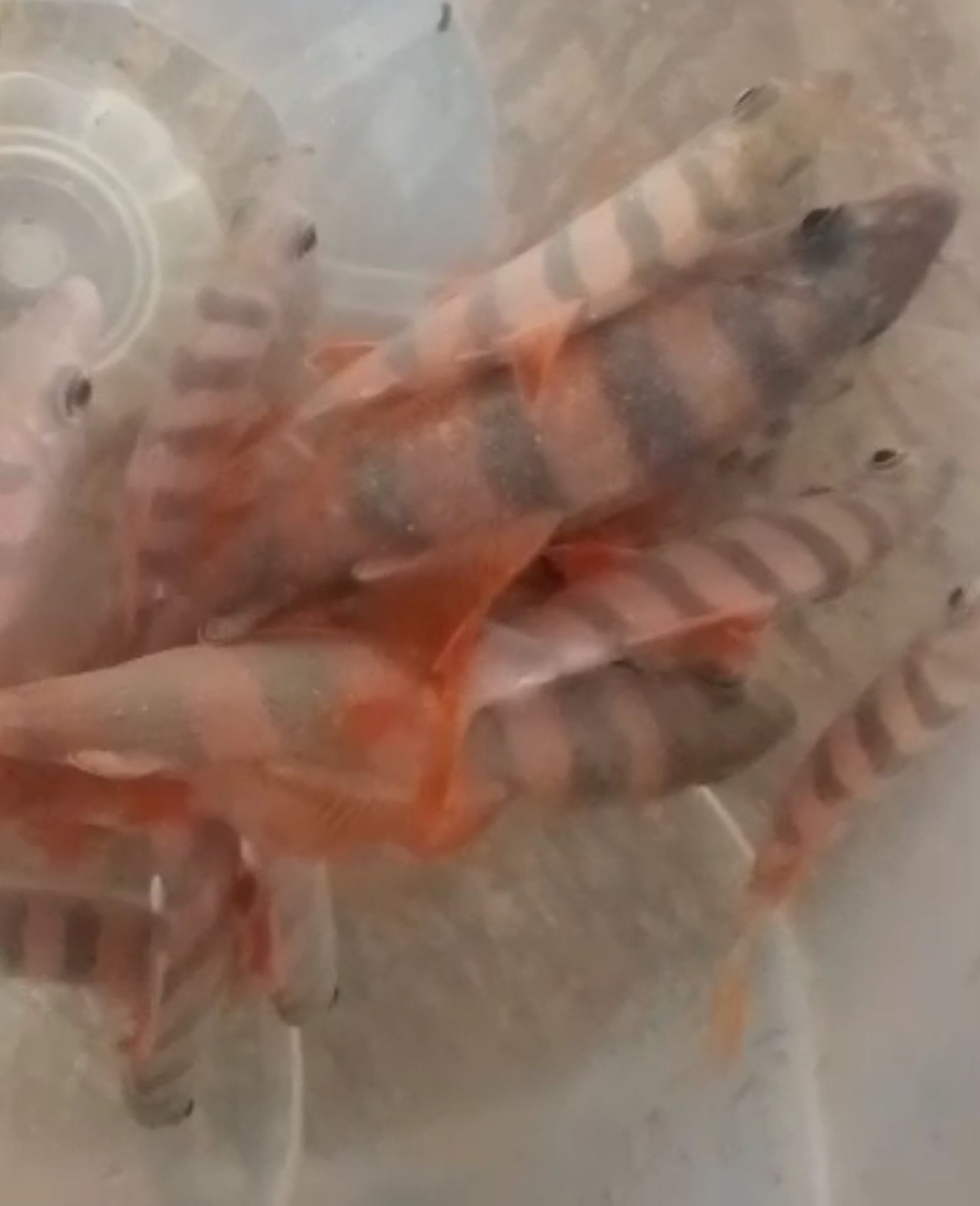 Six-banded Distichodus (Distichodus sexfasciatus)