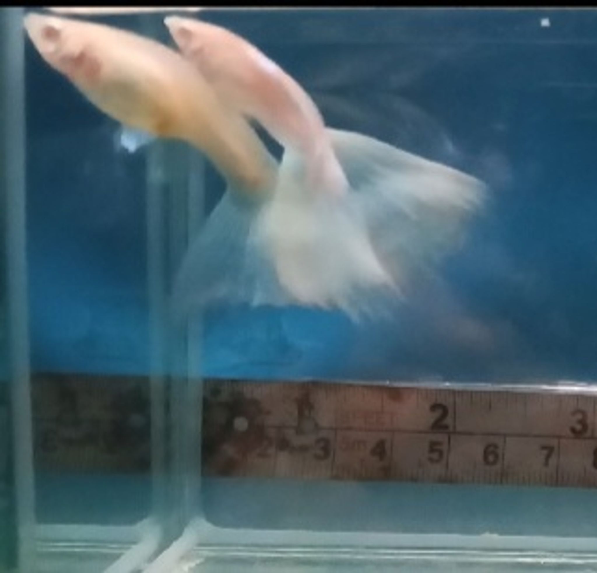 Sky blue guppy
