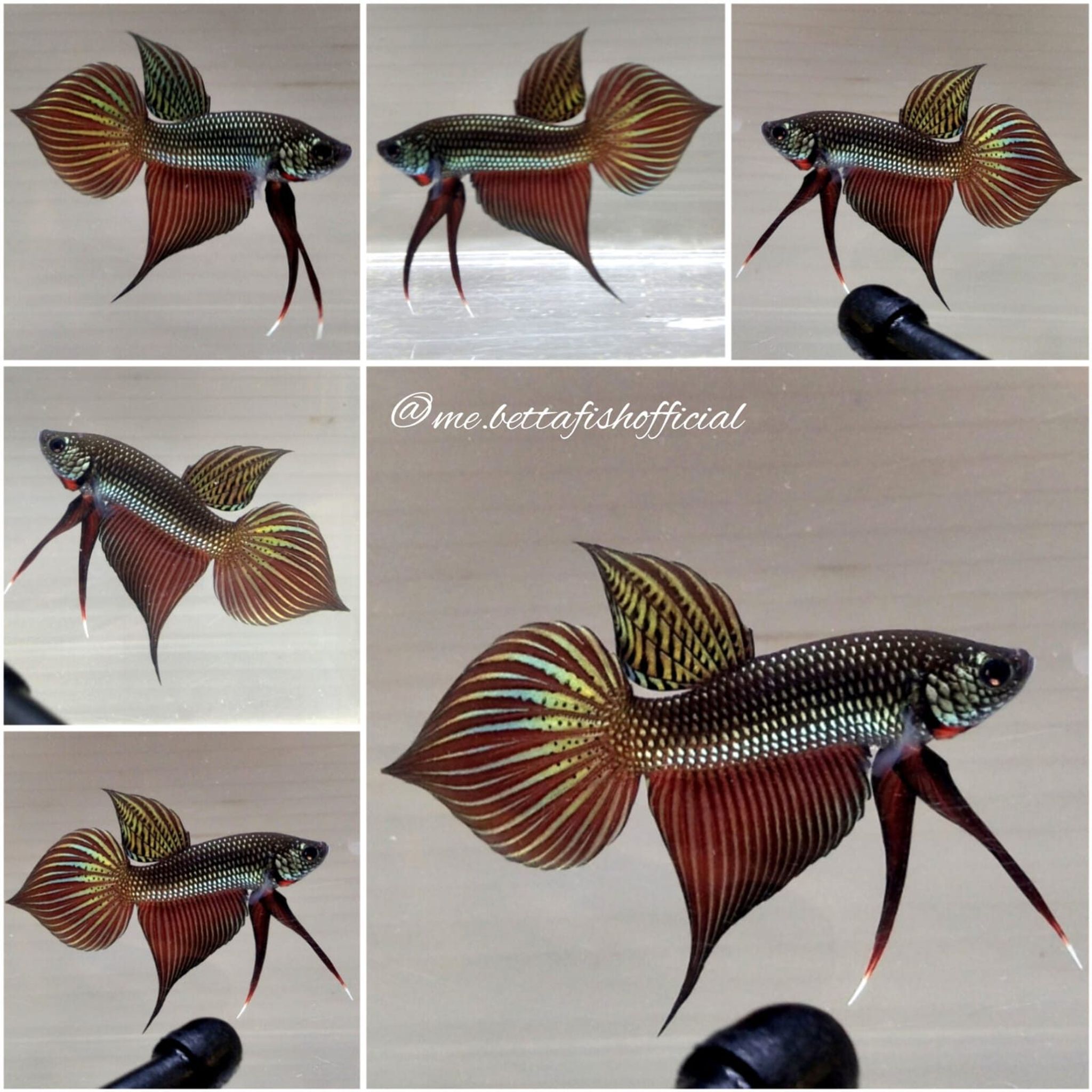 Smaradigna Gold Copper