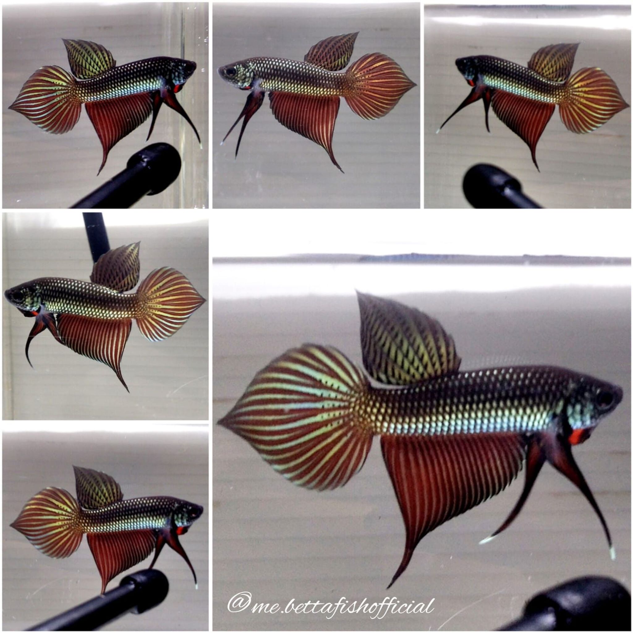Smaradigna Gold Copper
