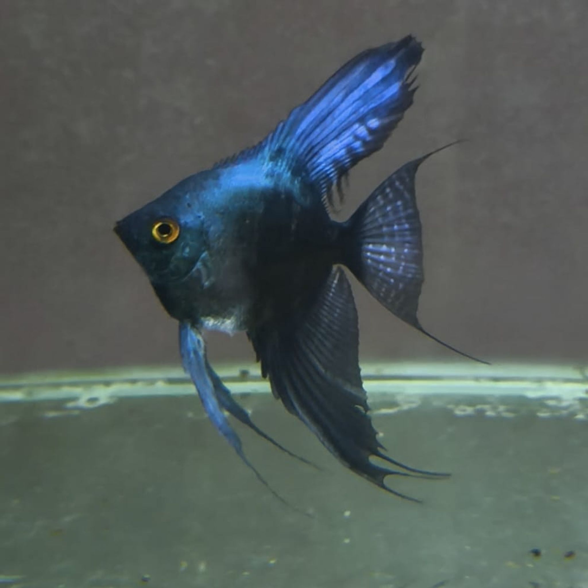 Smokey Pinoy Angelfish