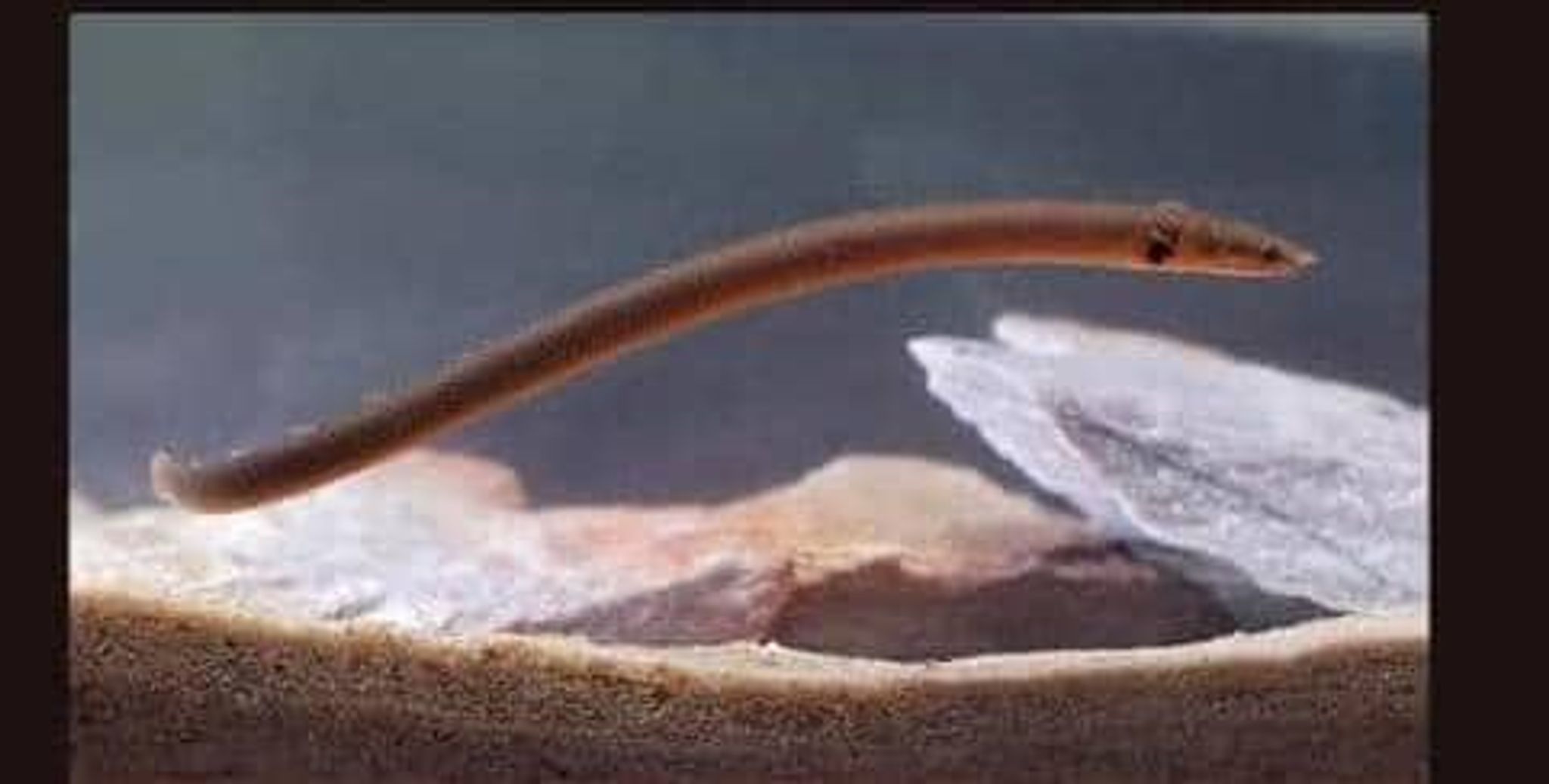 Snake (Rope) fish (Erpetoichthys calabaricus)