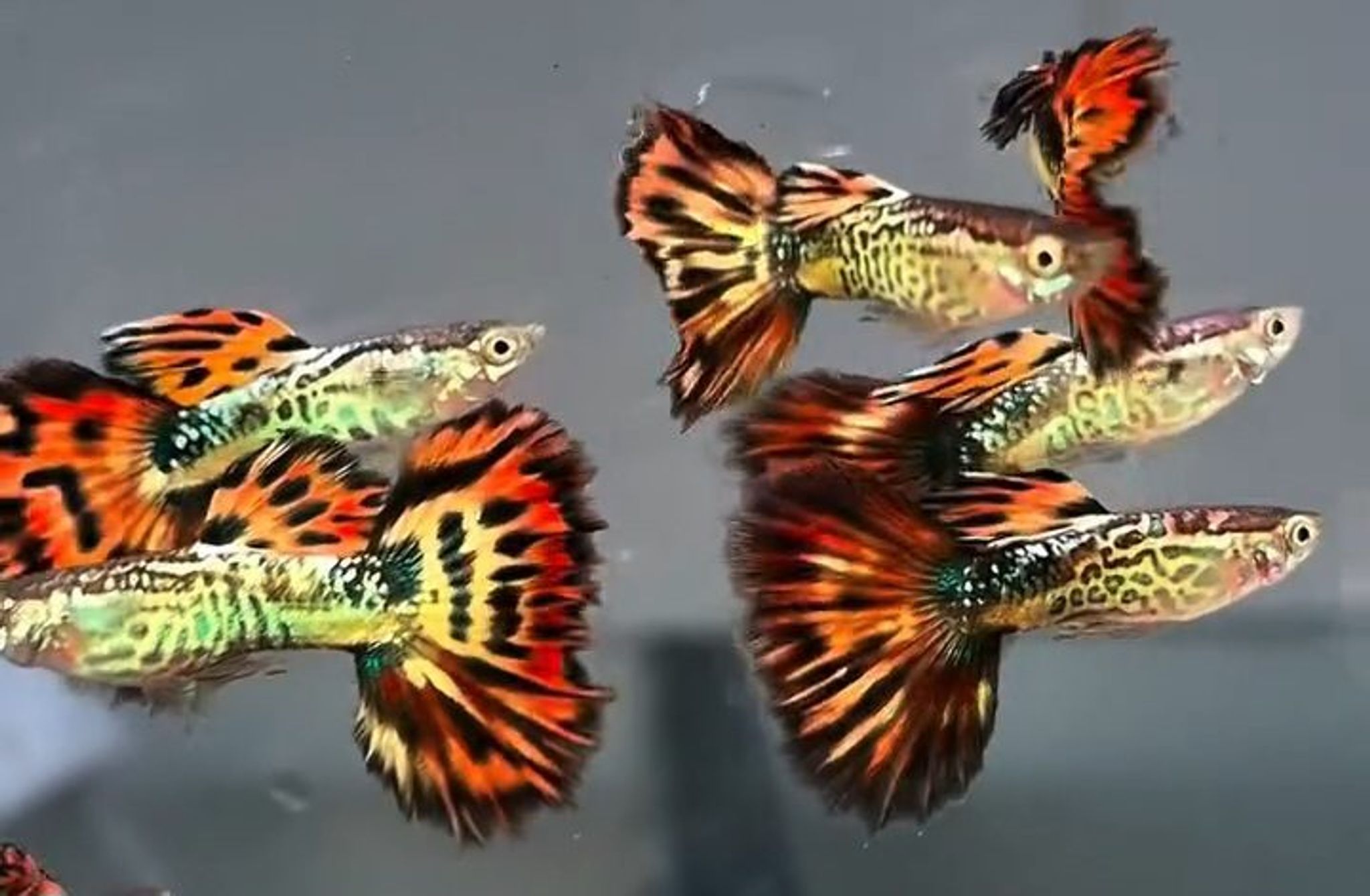 Snake skin Fire tail guppy
