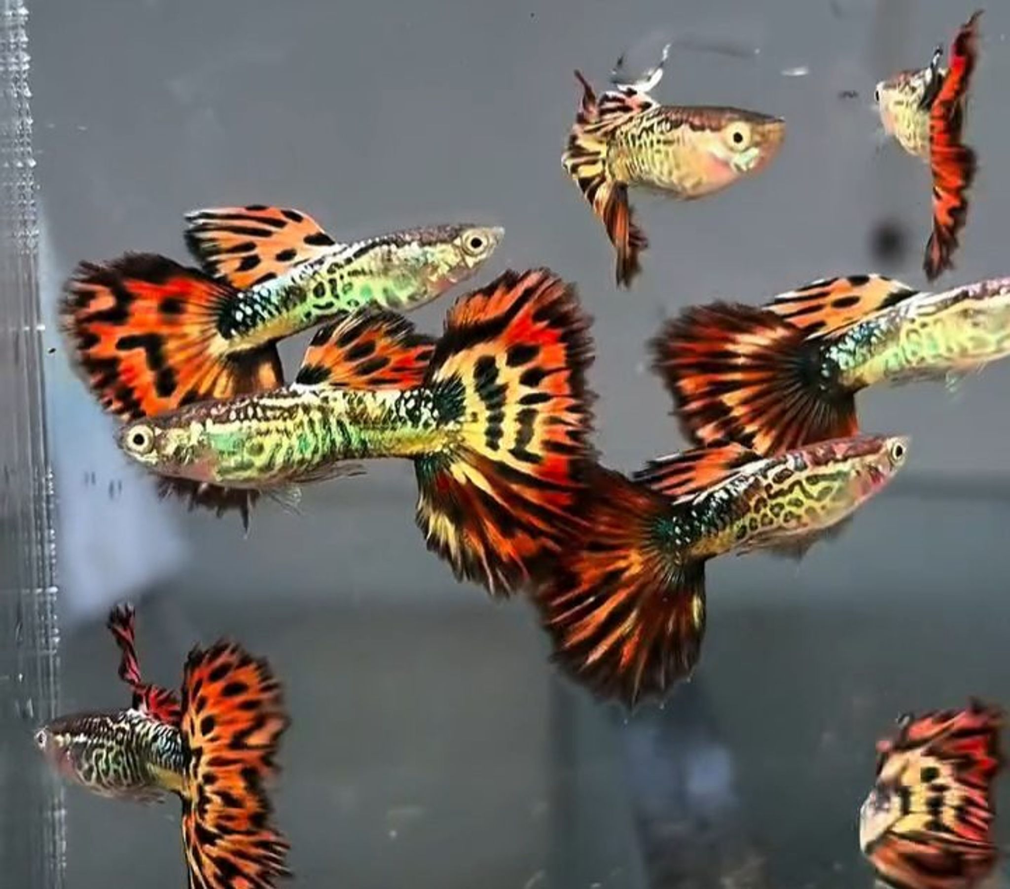 Snake skin Fire tail guppy