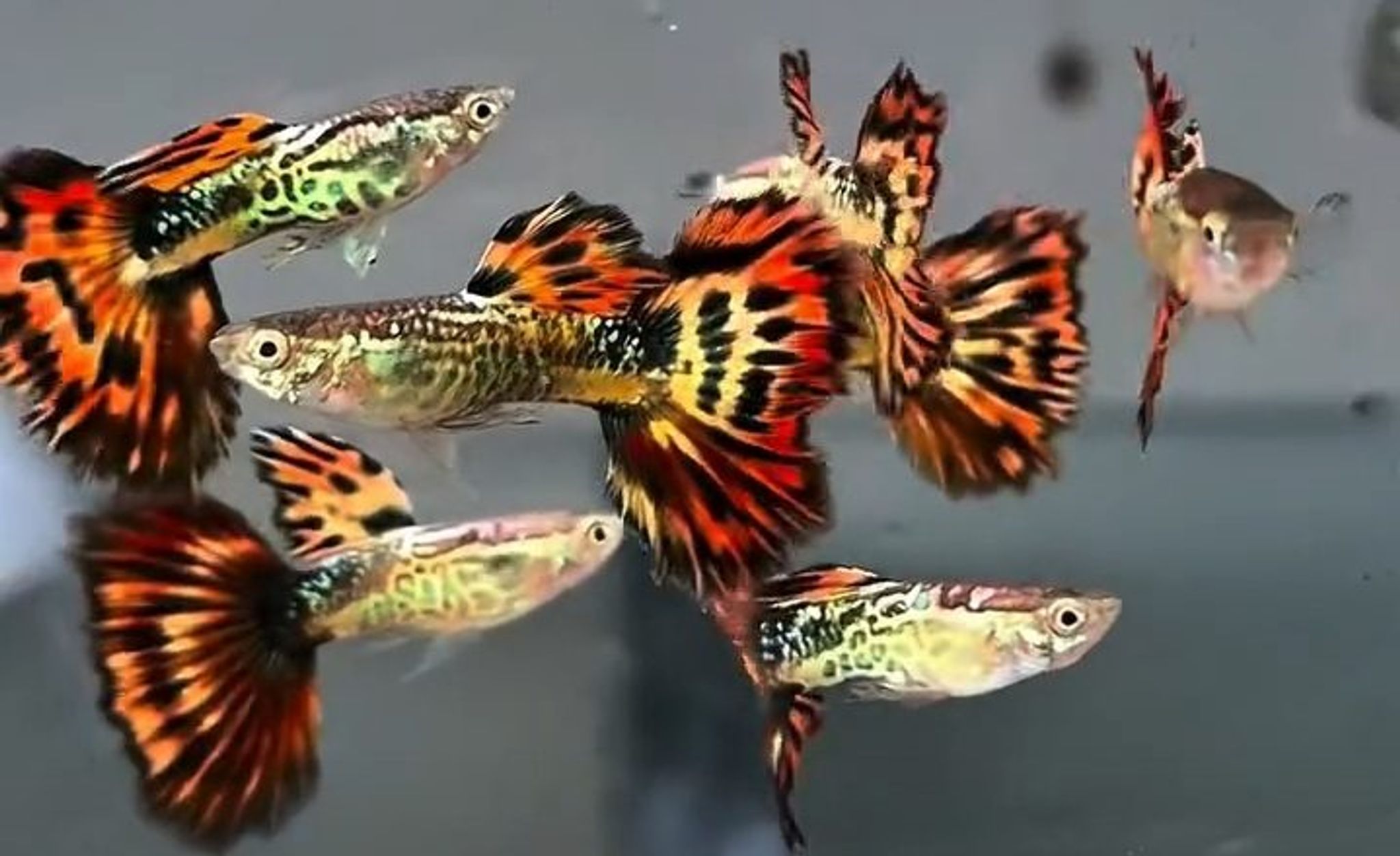 Snake skin Fire tail guppy