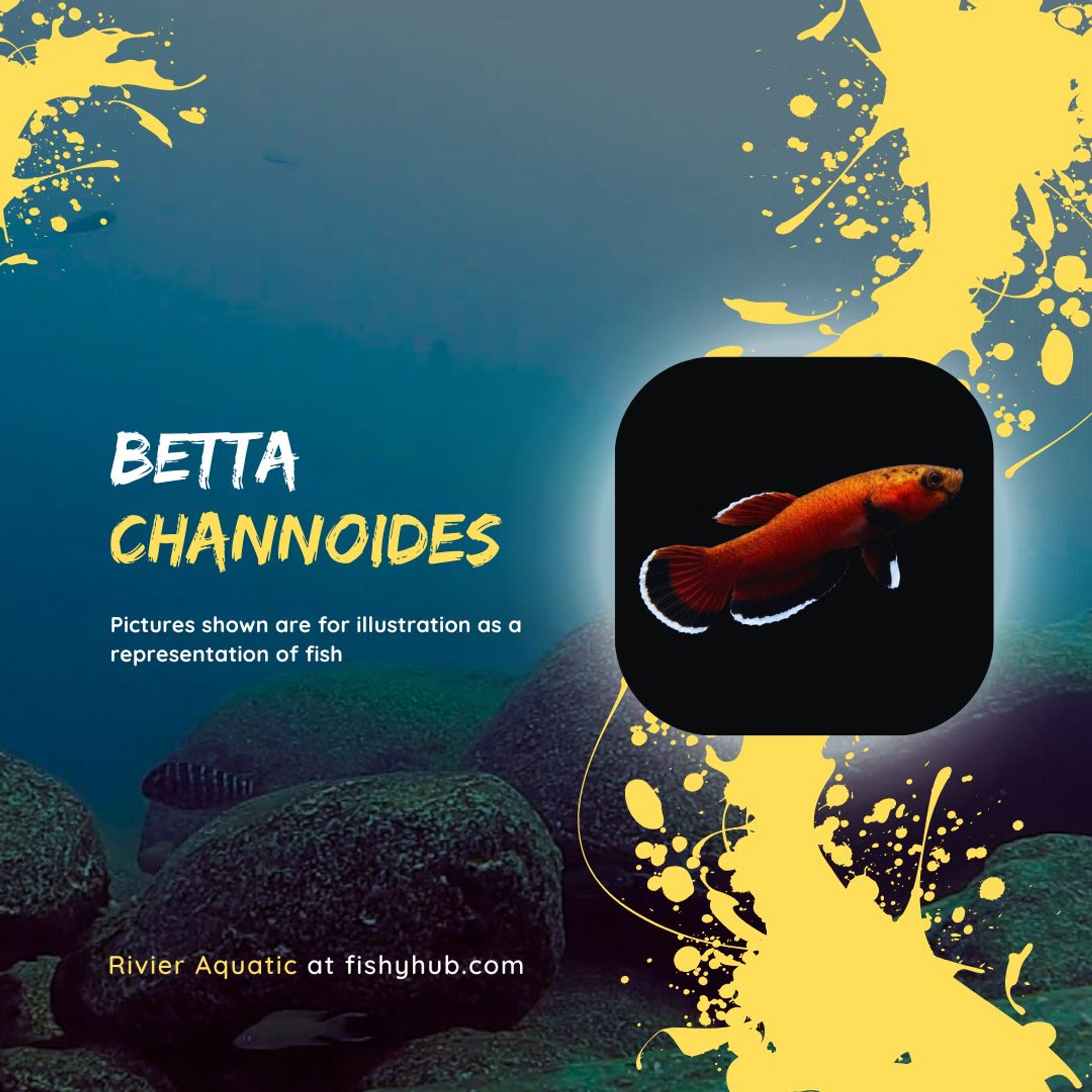 Snakehead Betta (Betta Channoides)