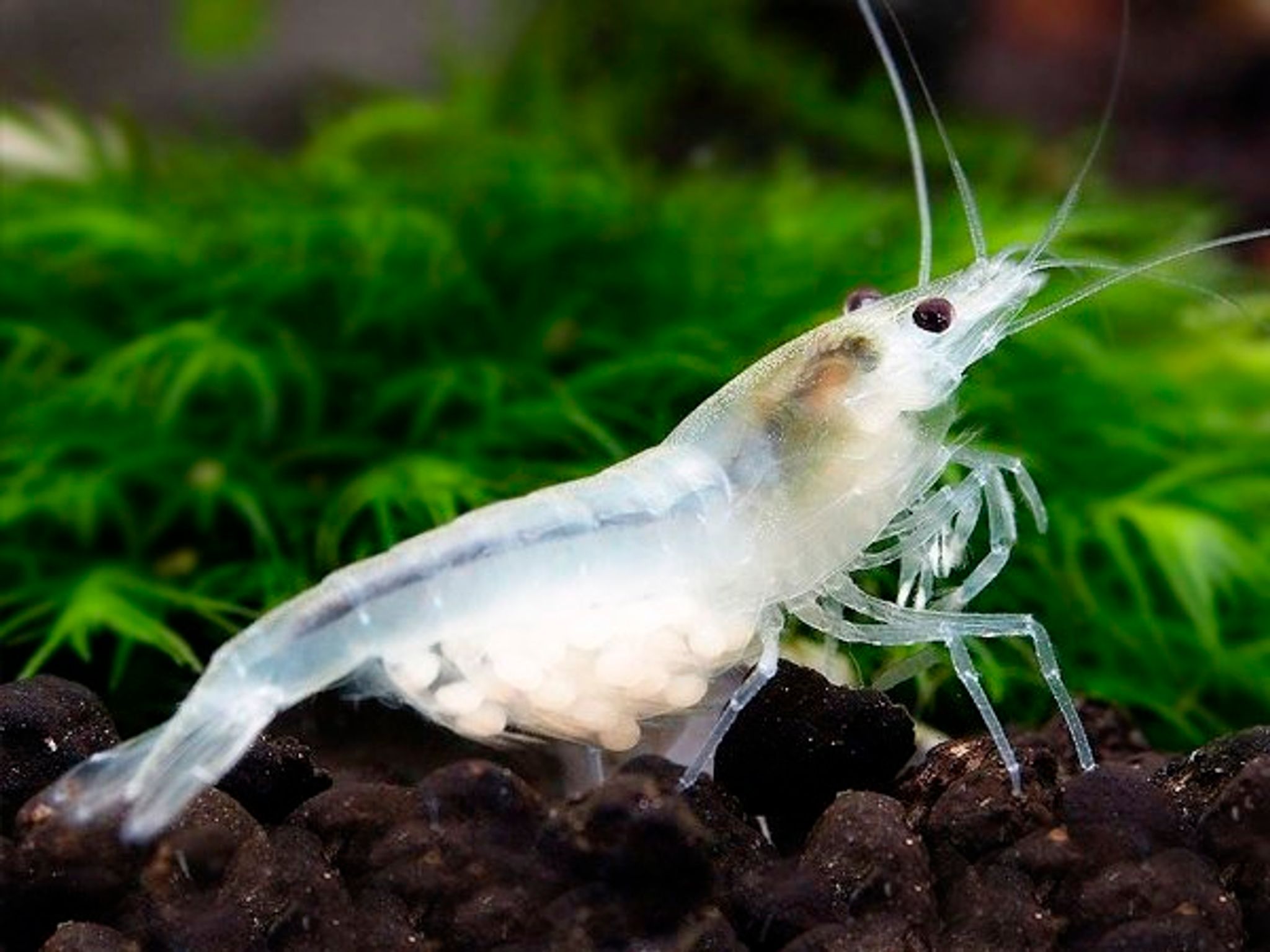 Snowball Shrimp