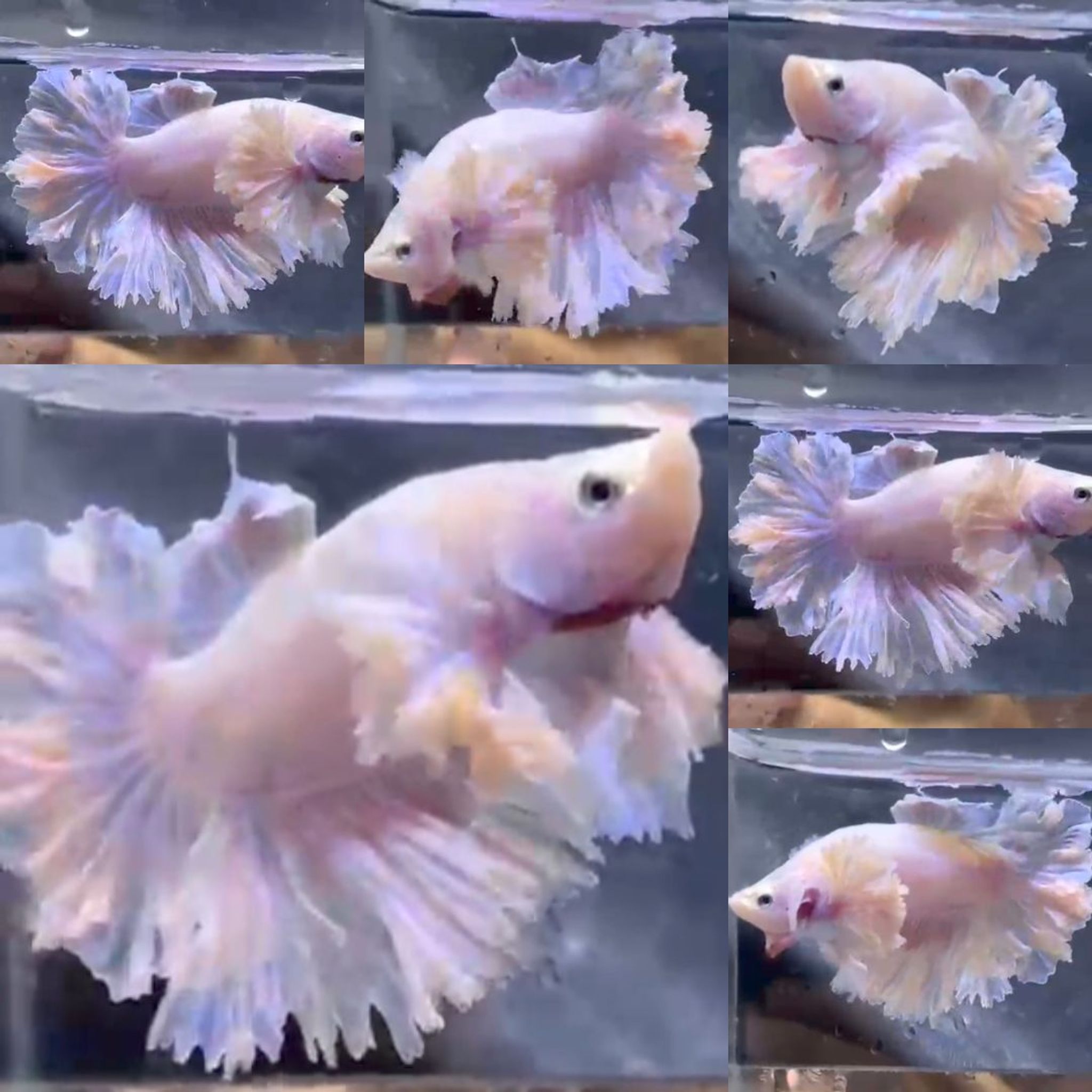 Soft Pink King Feathertail HM Betta (Male)