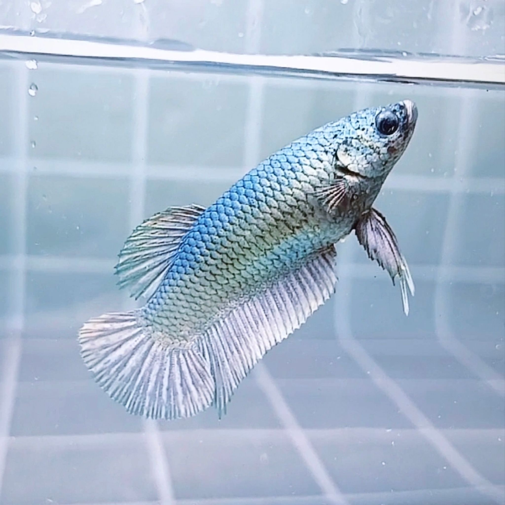 Solid Copper Giant Betta (Female)