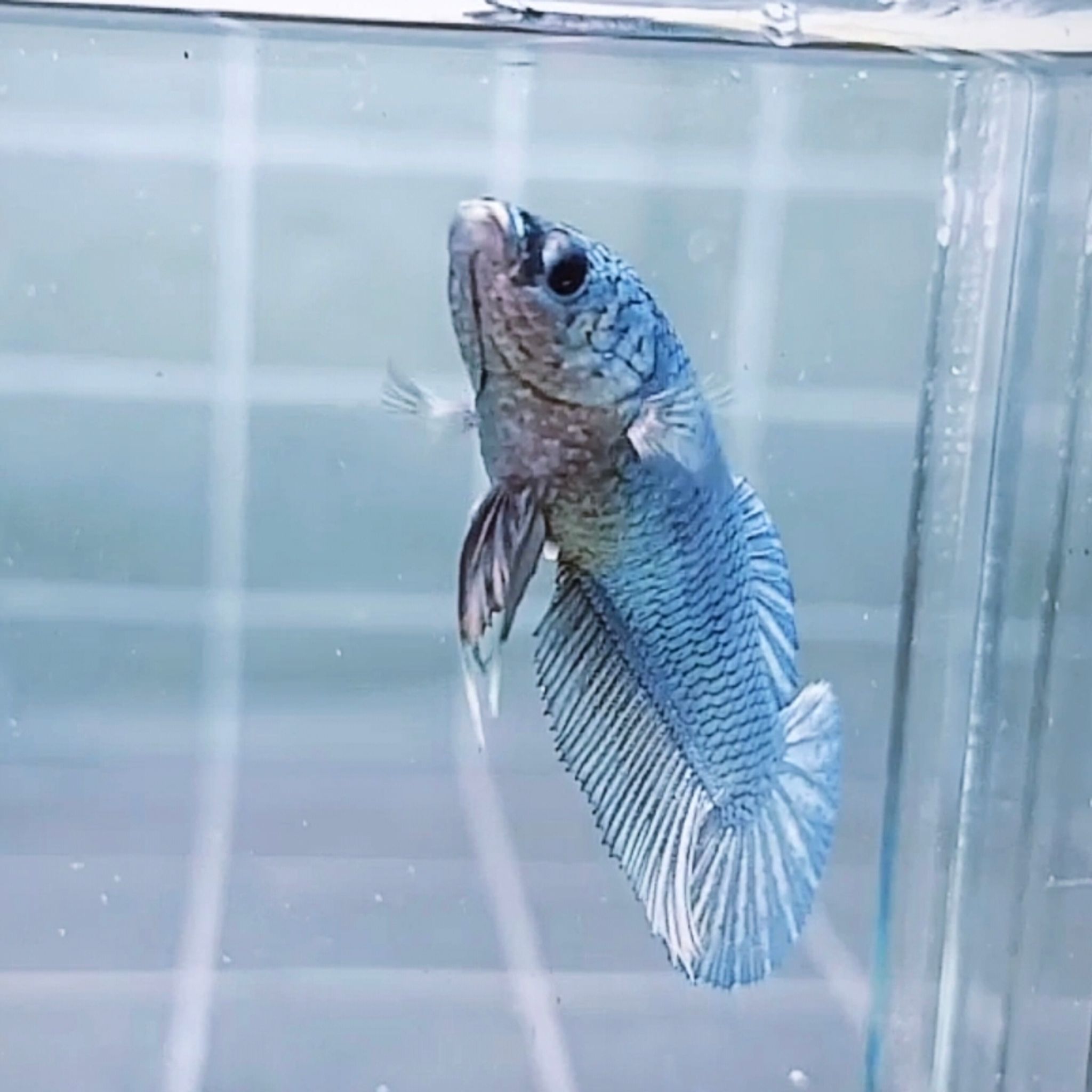 Solid Copper Giant Betta (Female)