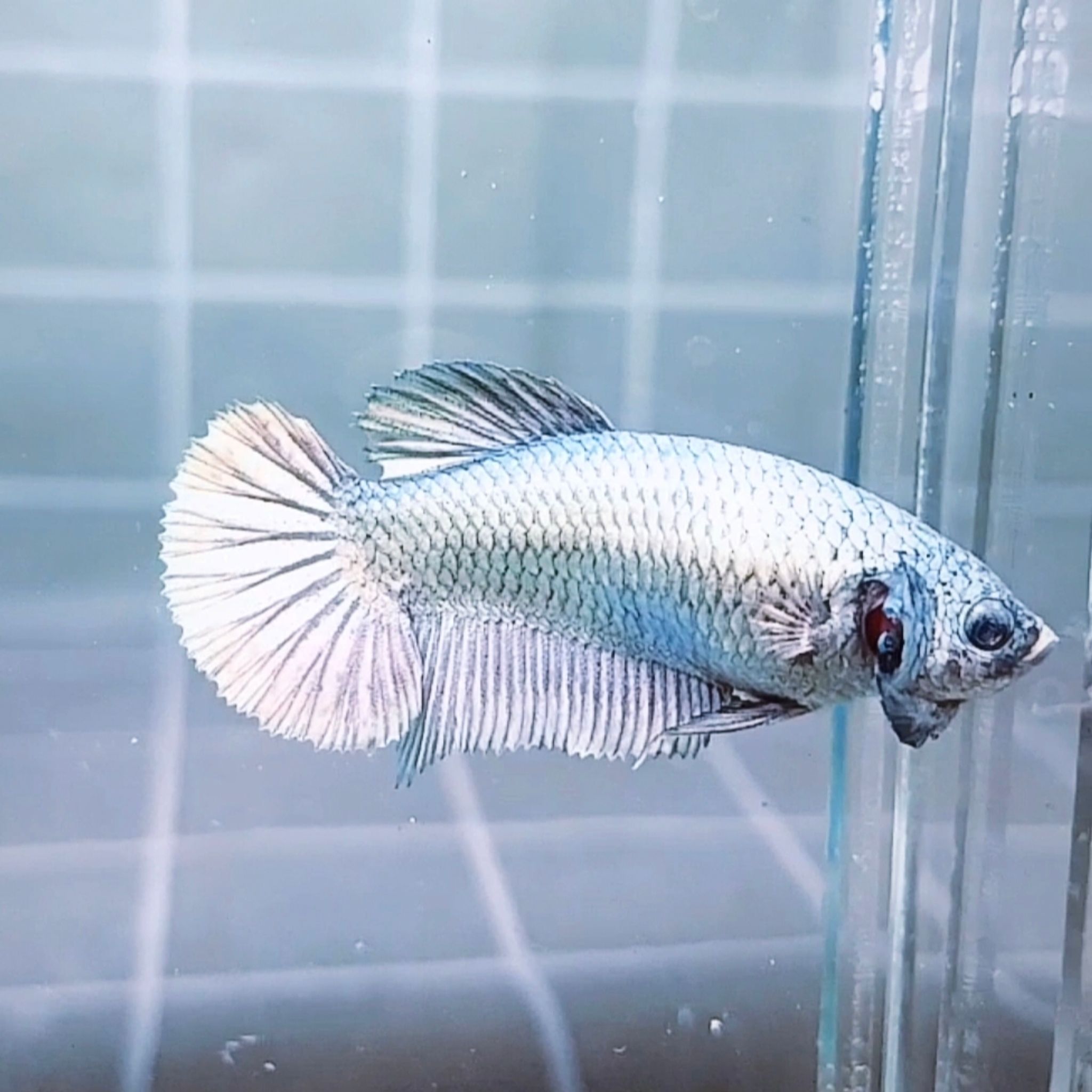 Solid Copper Giant Betta (Female)